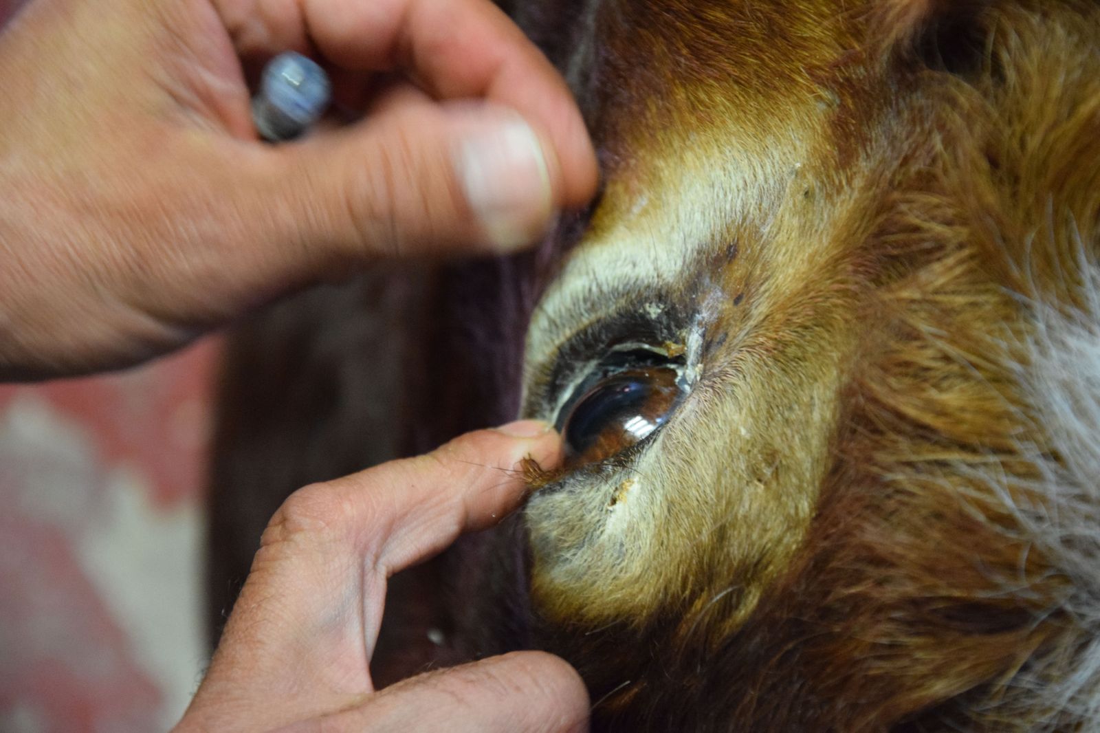 taxidermia-en-salamanca-45