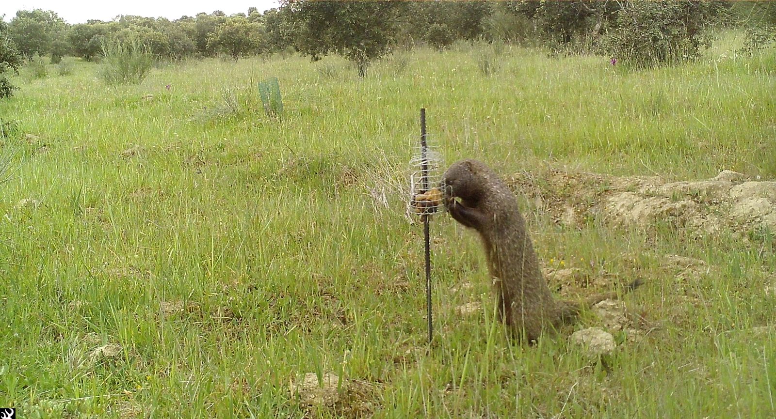 Meloncillo. Foto cedida por Fundación Artemisan