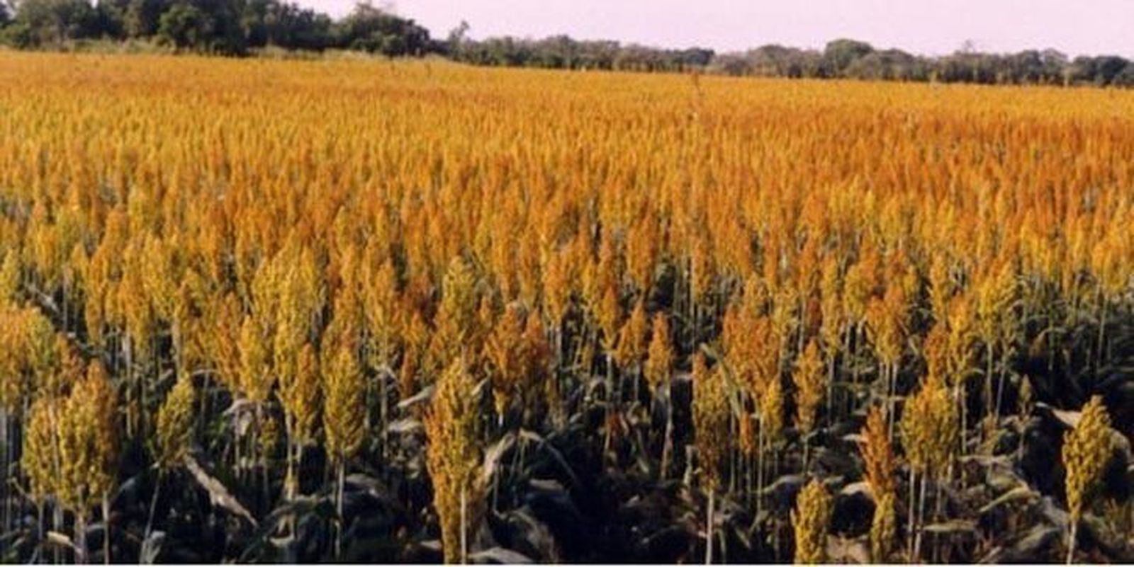 Subida de tostones y lechones en una nueva sesión de la Lonja de Zamora