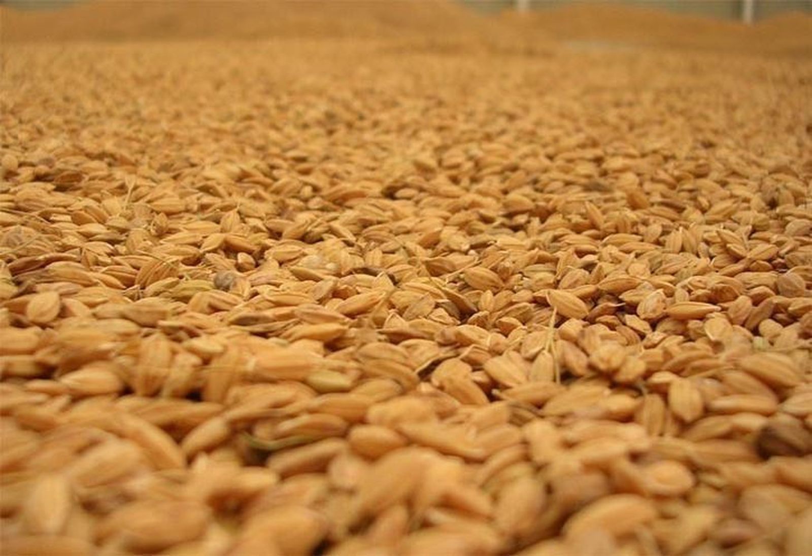 Los cereales siguen su línea ascendente en la Lonja de Zamora