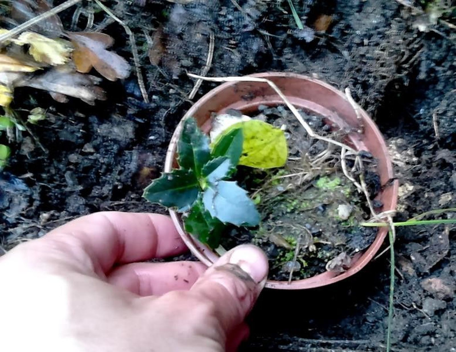 Plantación acebos y robles