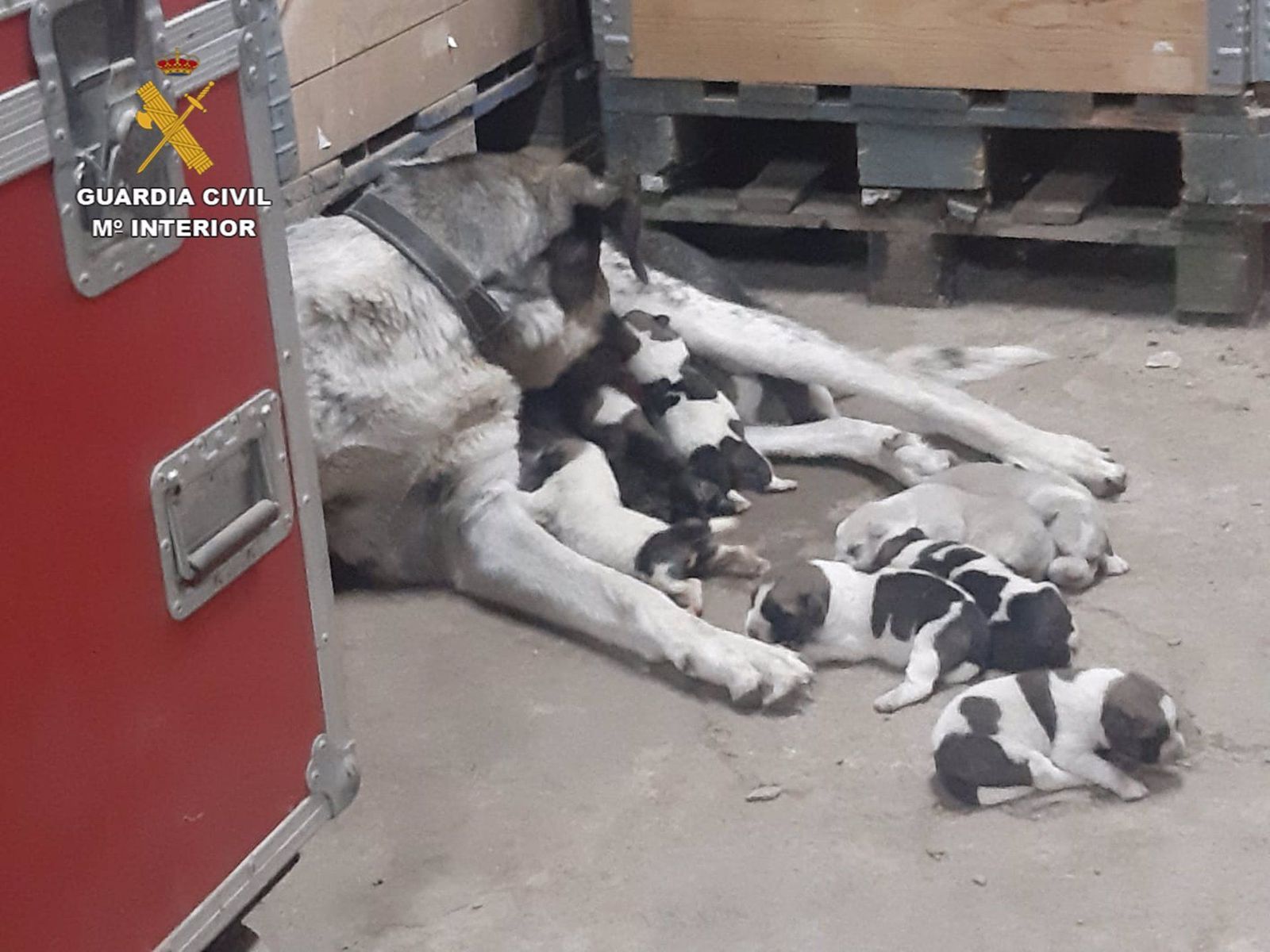 La madre junto a los cachorros