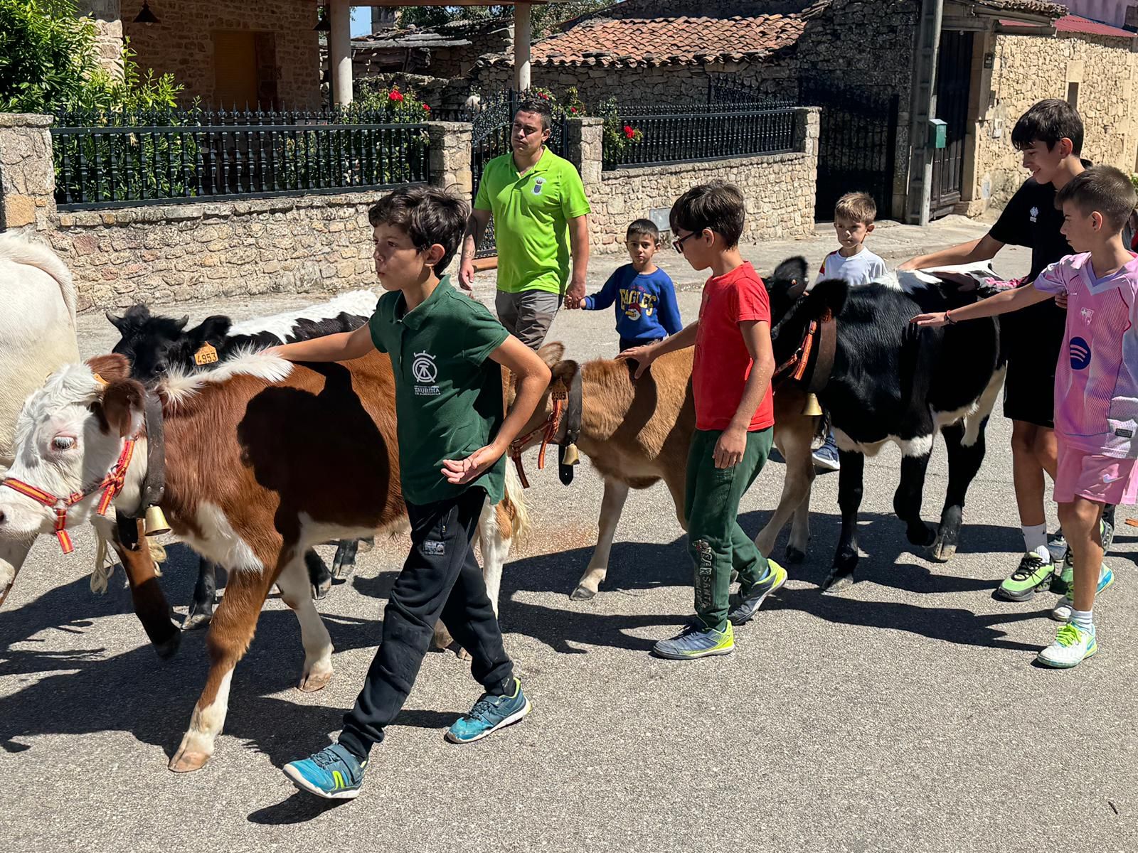 Encierro de mini bueyes en el último día de fiestas en Aldeadávila de la Ribera