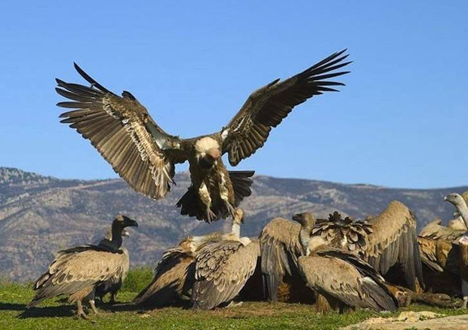 Los buitres vuelven a hacer estragos y acaban con una vaca y un ternero en la comarca de Ledesma