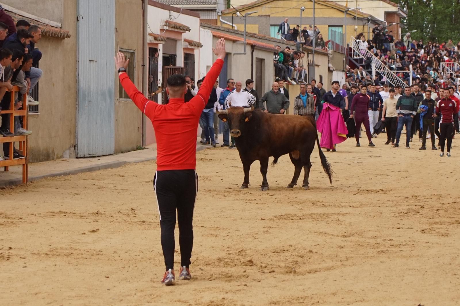 Villoria, toro del Voto