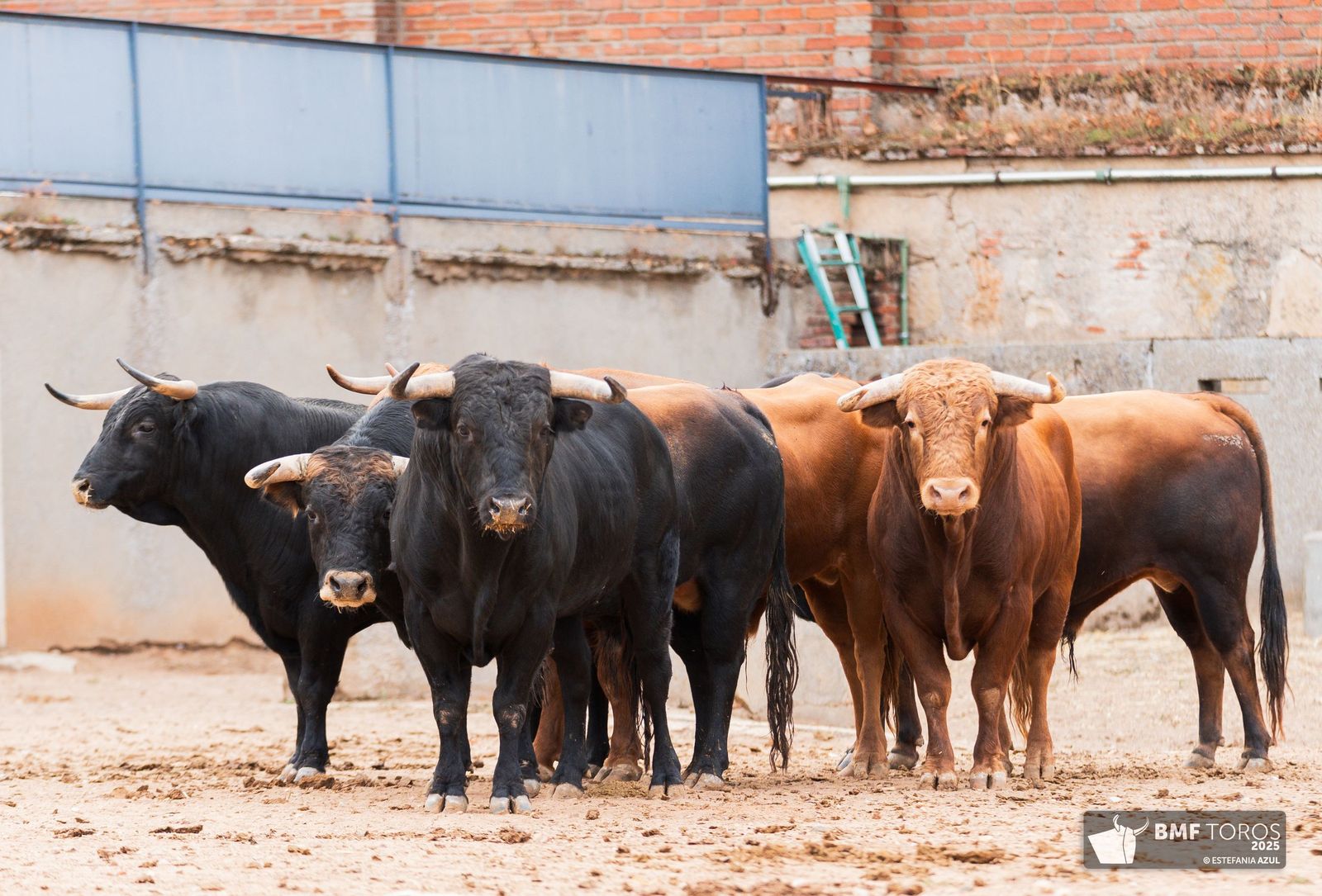 Sorteados los novillos de Montalvo para Raquel Martín y Olga Casado en el primer festejo de la feria en La Glorieta