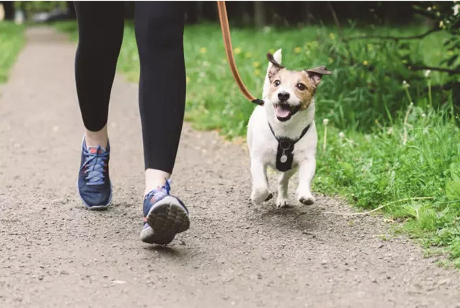 Archivo - Paseando al perro
