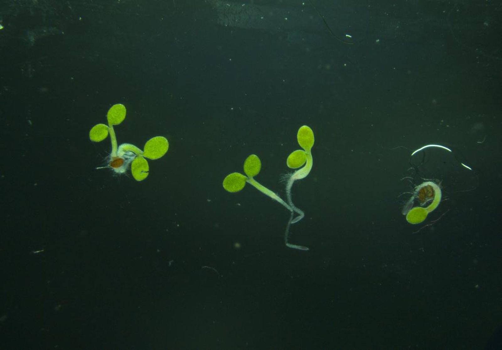 Germinación de semillas