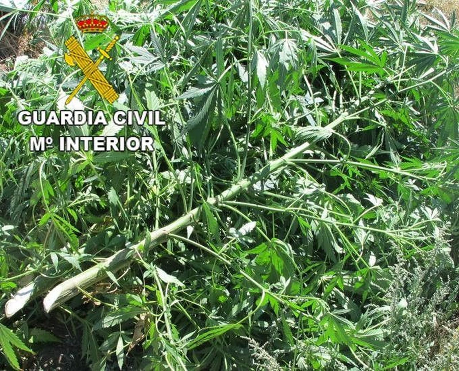 Incautadas 75 plantas de marihuana en una explotación ganadera de Sayago