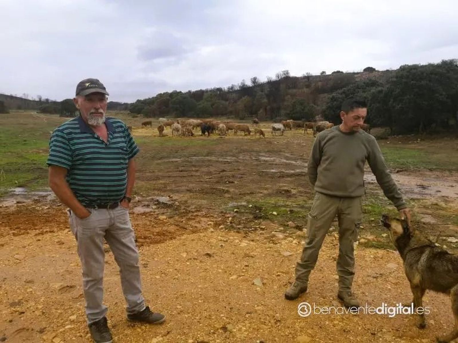 Roberto Álvarez con vacas en Calzadilla y Julio César Panizo en Melgar de Tera