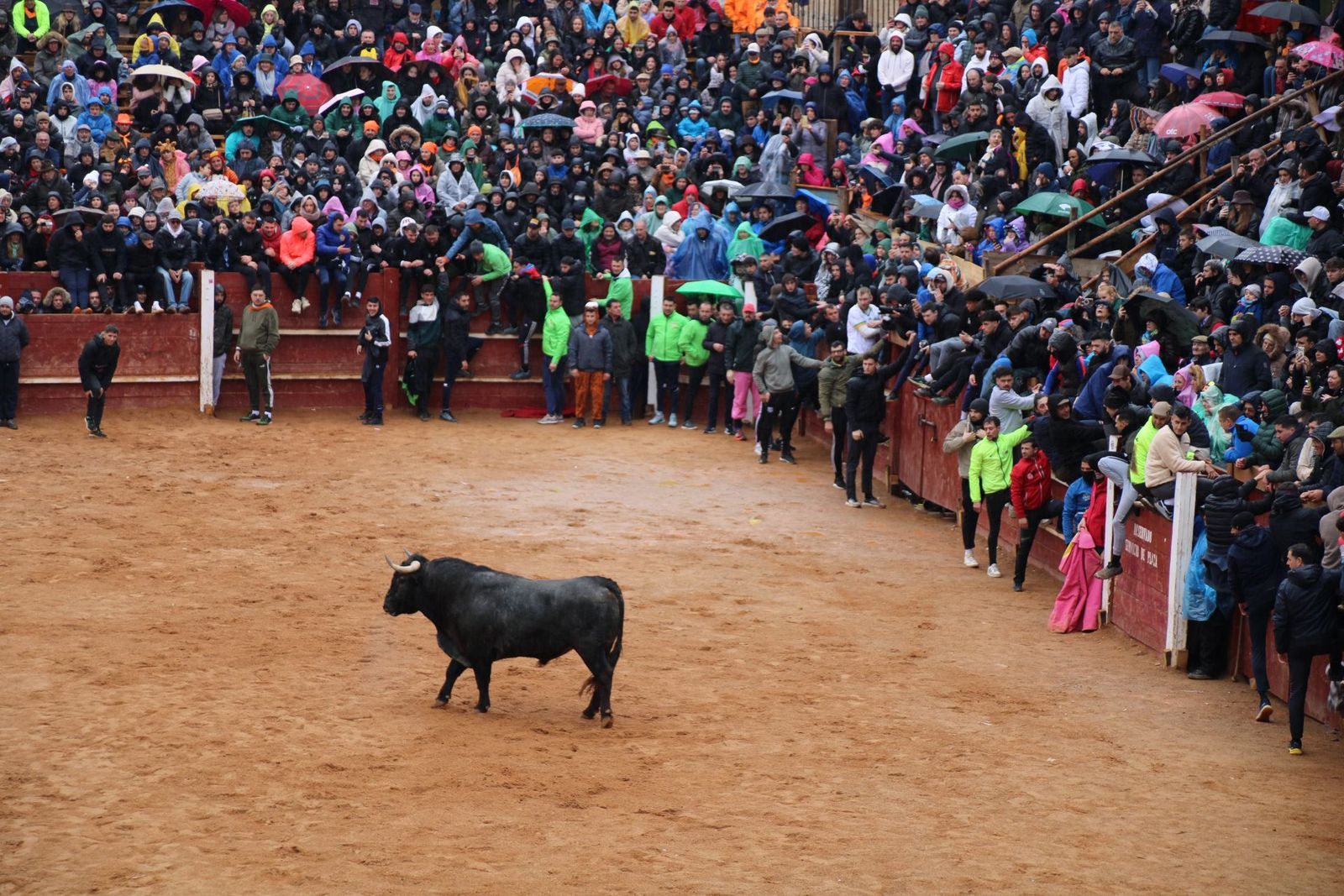 Capea matutina lunes de Carnaval 2025, con astados de Cano y Victorino en Ciudad Rodrigo