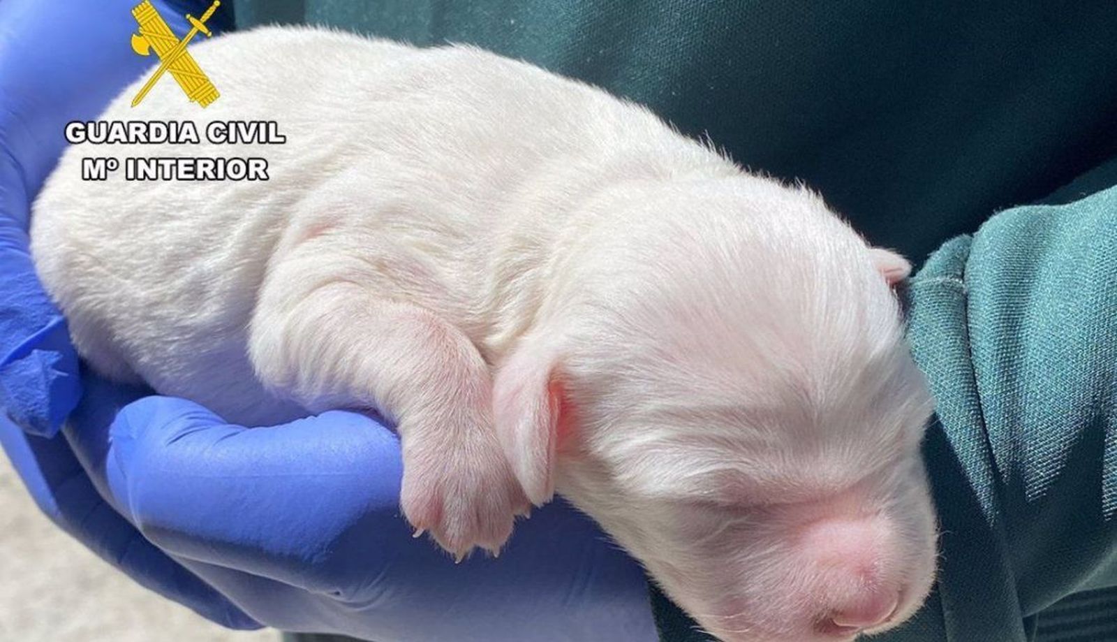 Perro rescatado por la Guardia Civil. Foto Guardia Civil  EP