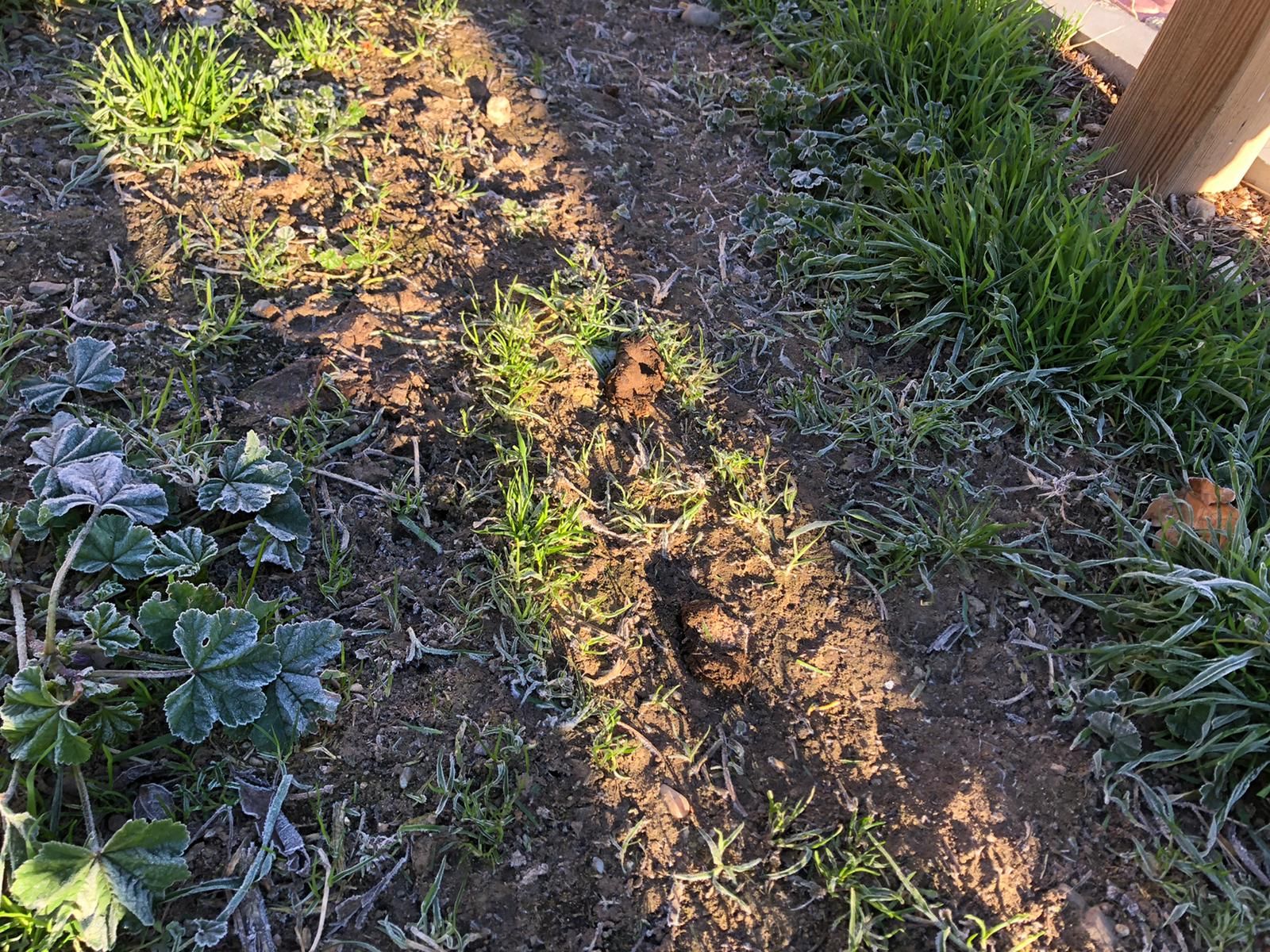 estado-del-pipican-4