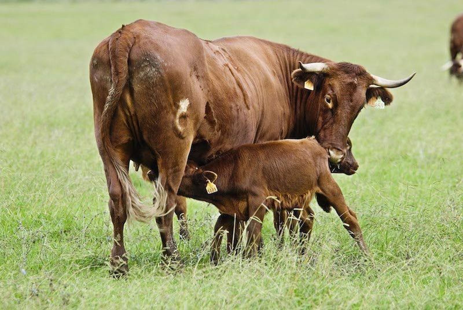 La Junta inicia el pago de ayudas a casi 700 explotaciones de vacas nodrizas en la provincia