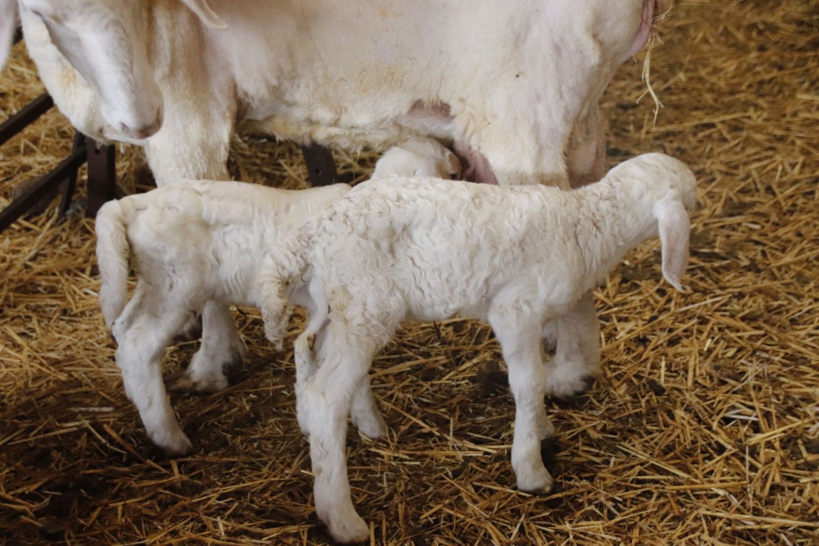 Oveja con dos corderos. Foto Andrea M.