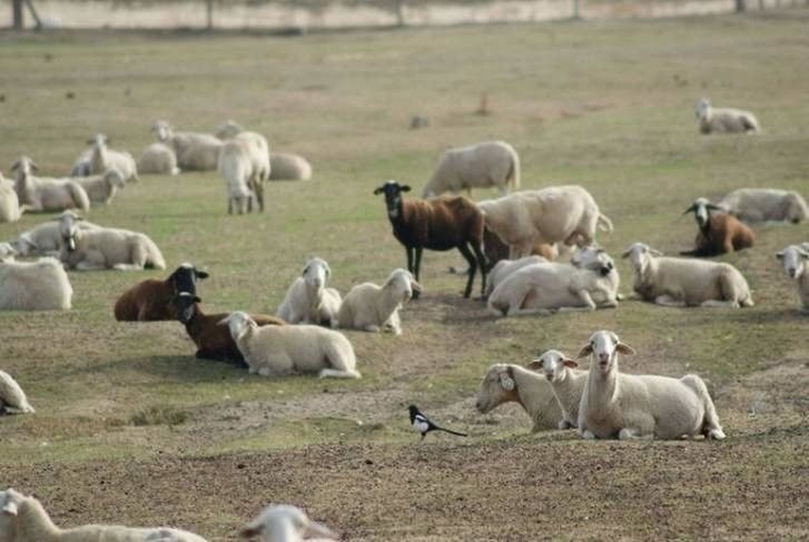 Explotación de ovino