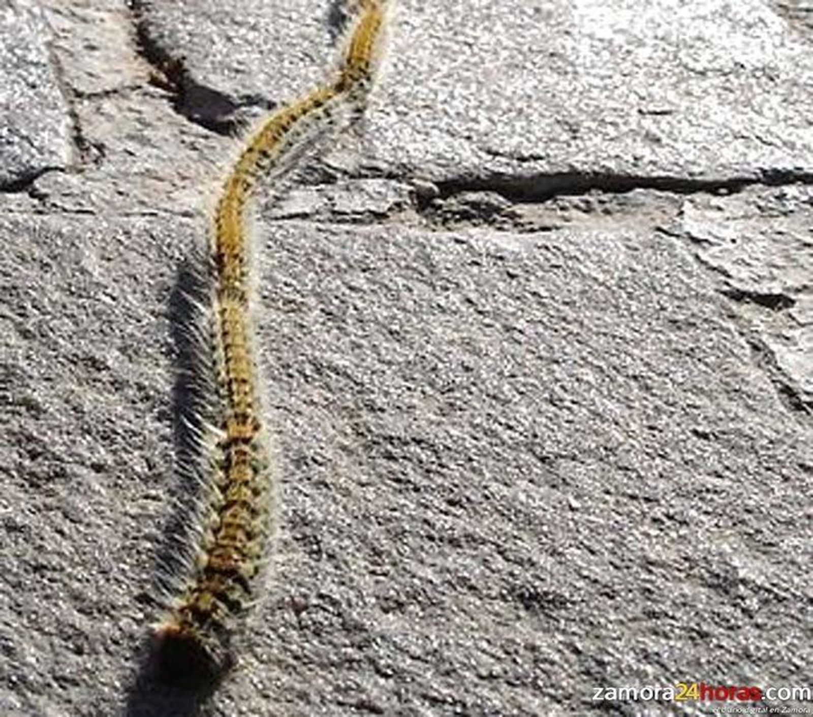 Se aplaza por la lluvia el tratamiento contra la procesionaria del pino en Valorio