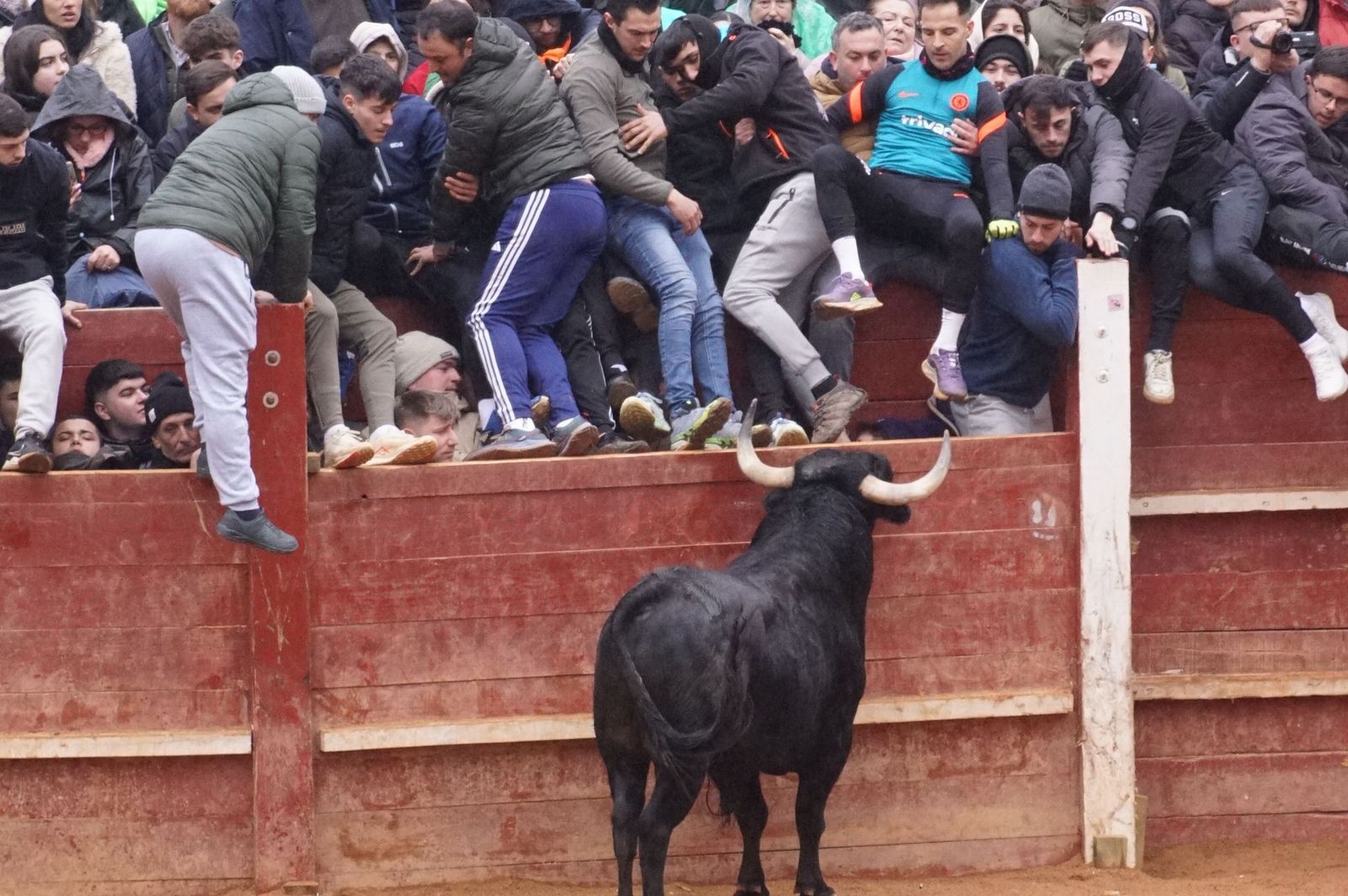 Capea matinal de domingo de carnaval en Ciudad Rodrigo (56).jpeg