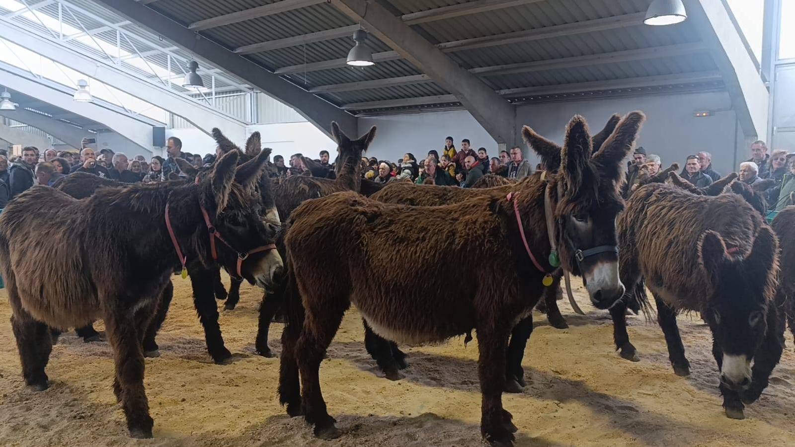 raza asnal zamorano leonesa