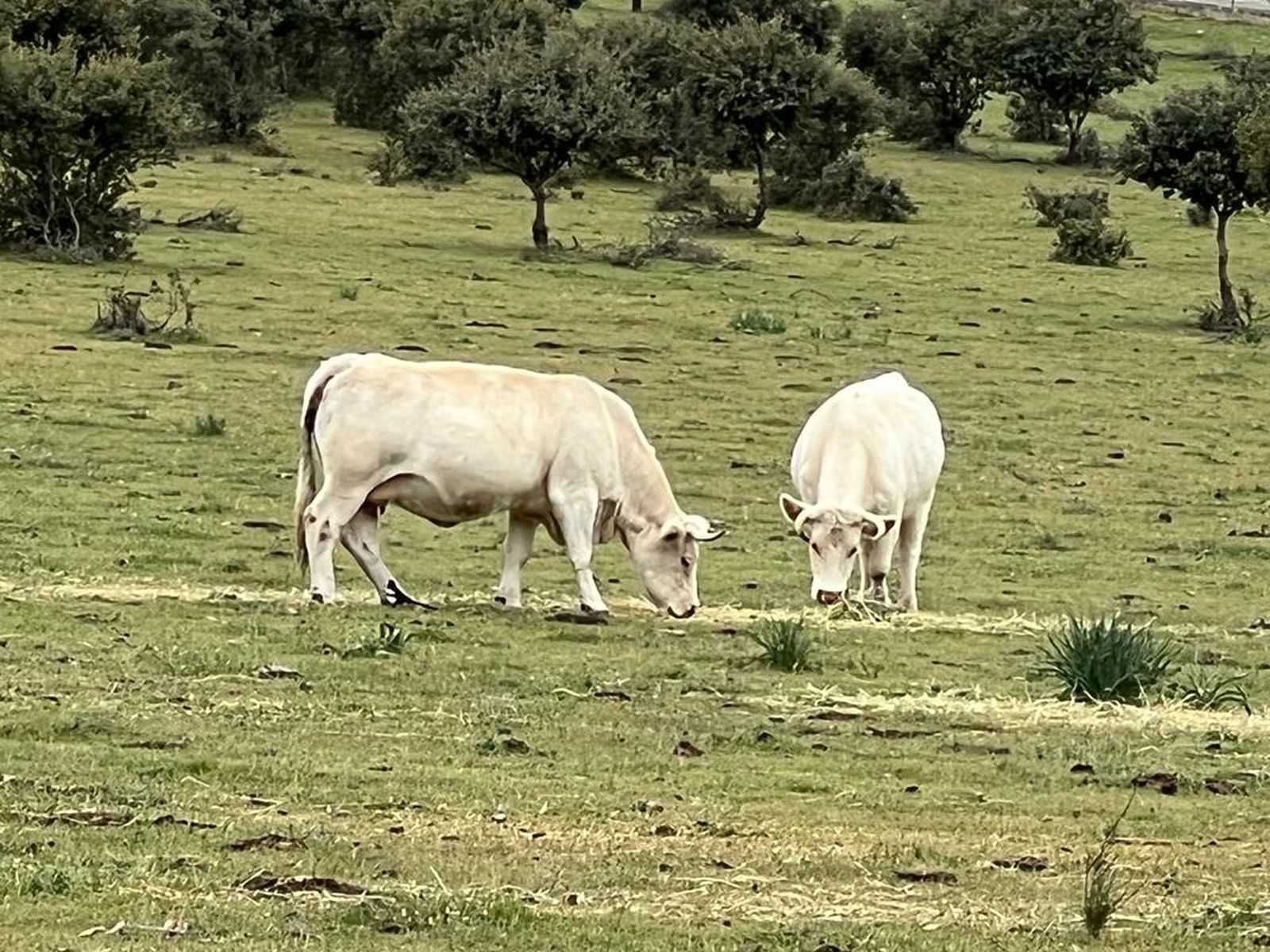 Vacas pasando en Salamanca. Foto de archivo