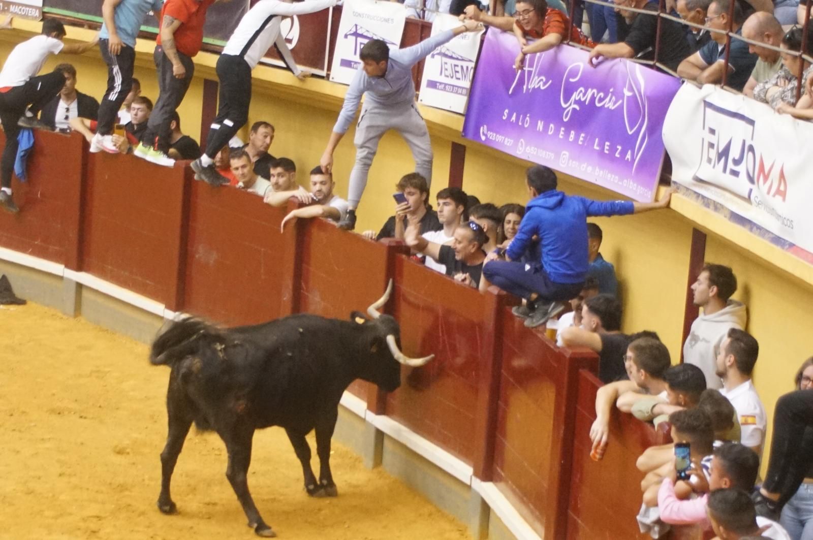 Toro del cajón y capea en Alba de Tormes