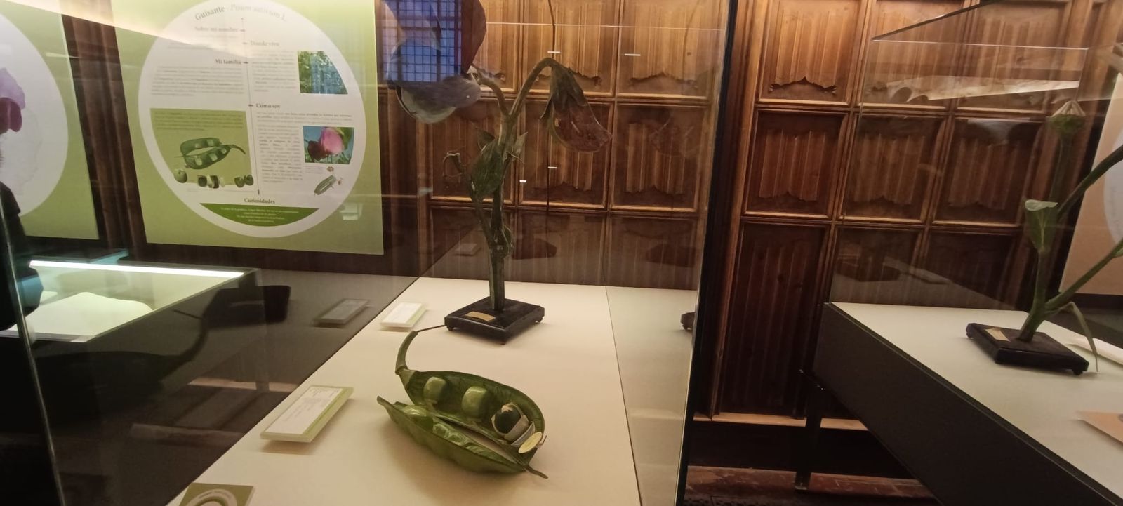 exposicion-botanica-19