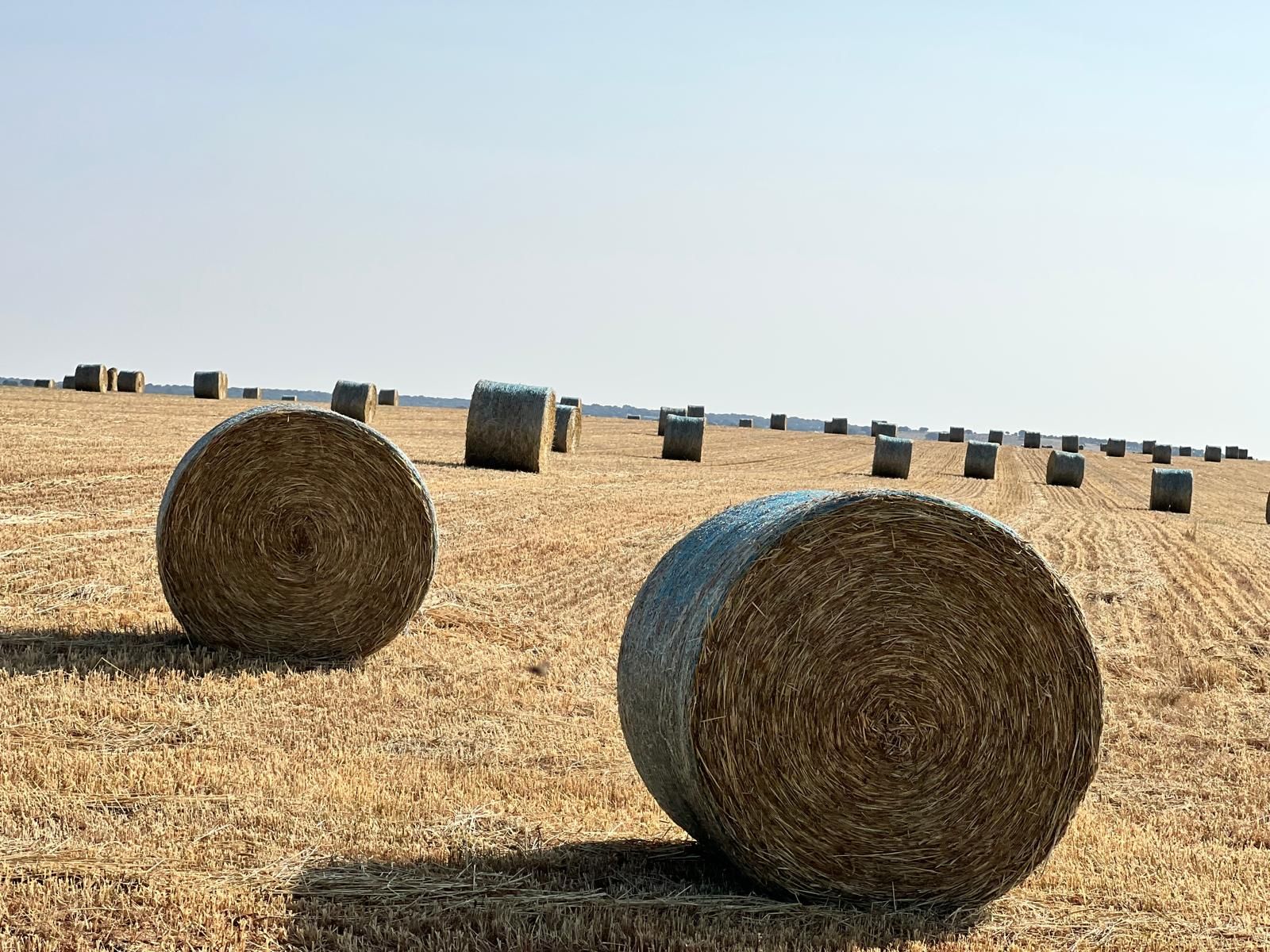 Pacas de forraje en el campo de Salamanca