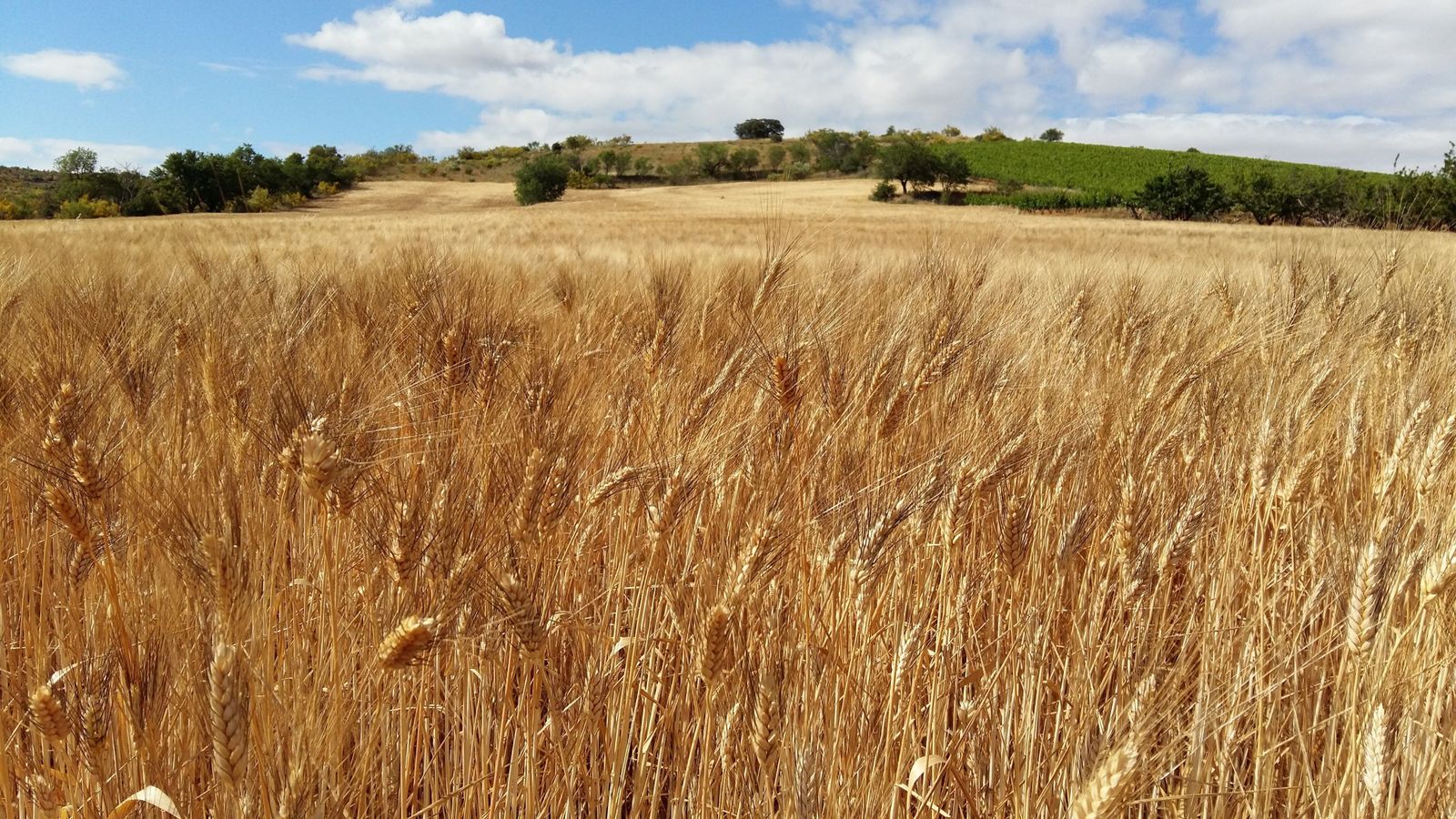 Campo de trigo. Campo de trigo.