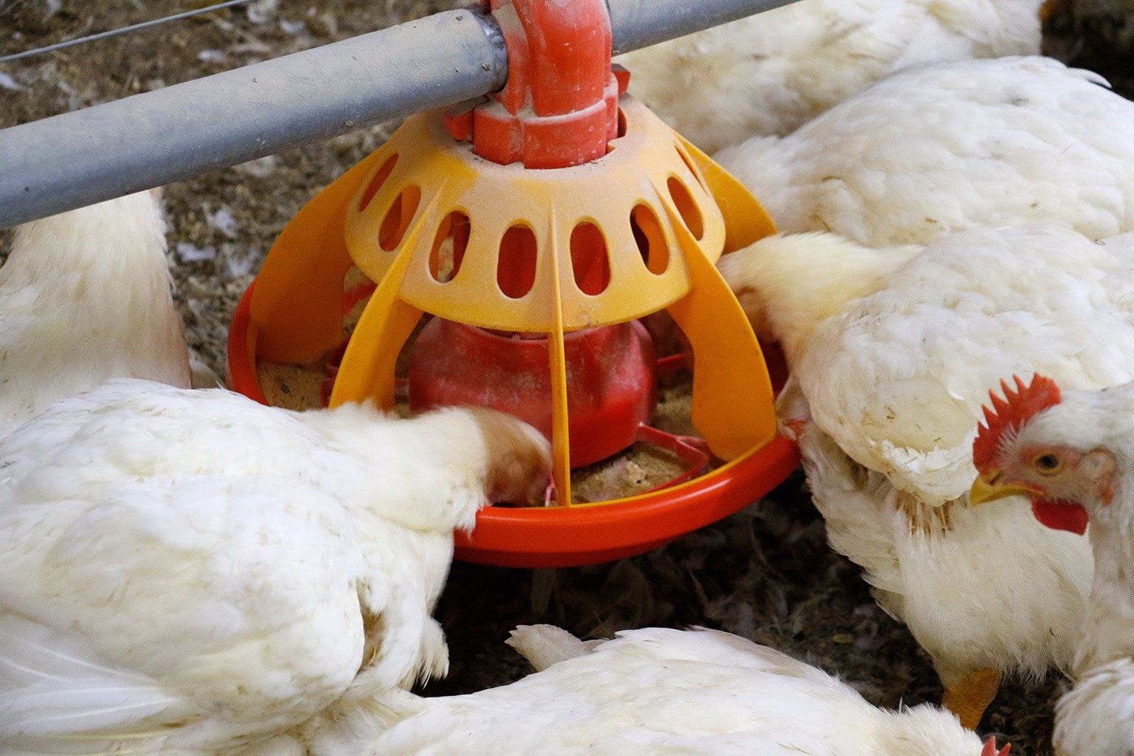 Gallinas y pollos comiendo