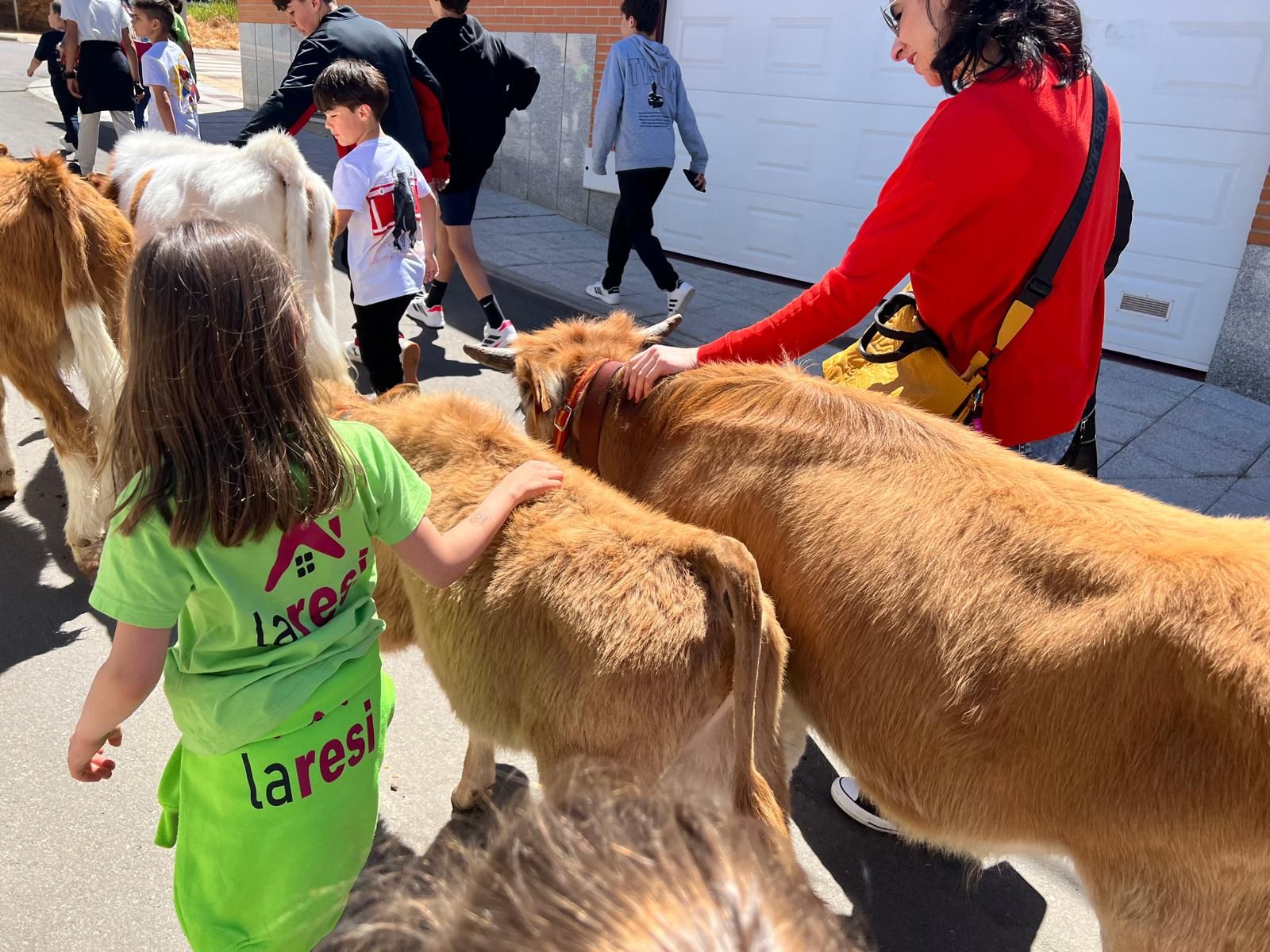 mini-bueyes-en-elas-fiestas-de-doninos-2025-22