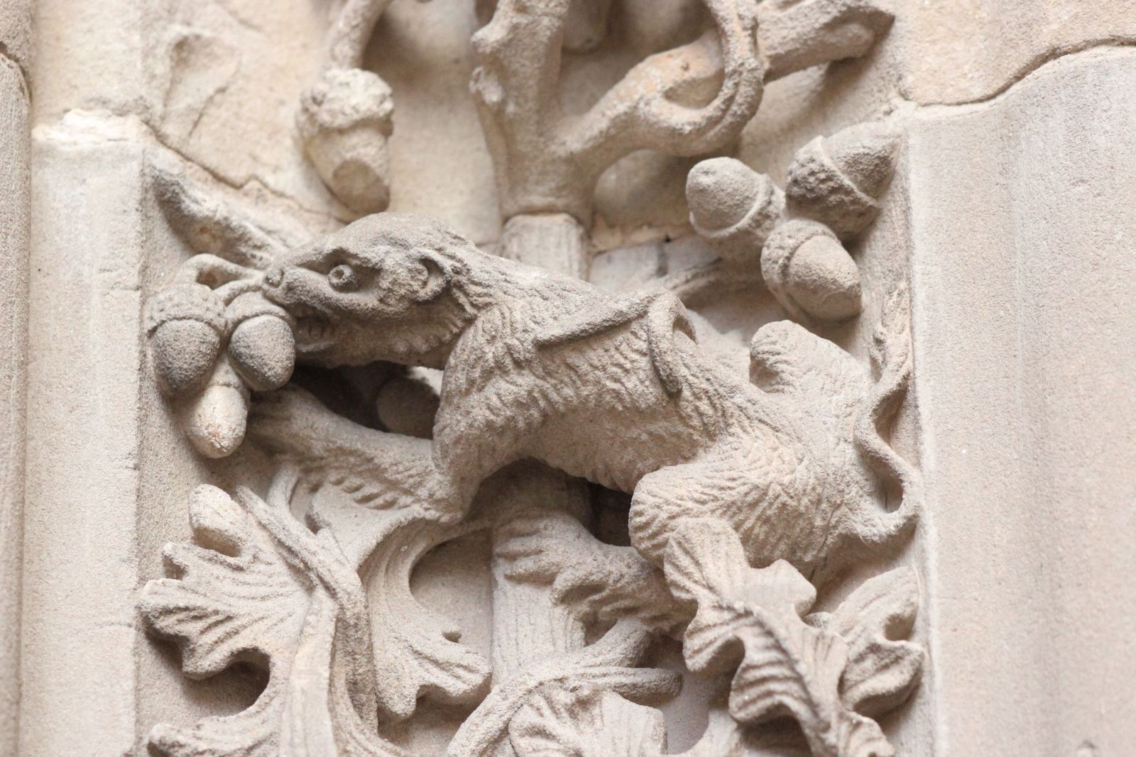 Lirón careto tallado en la Catedral de Salamanca. Foto Andrea M.