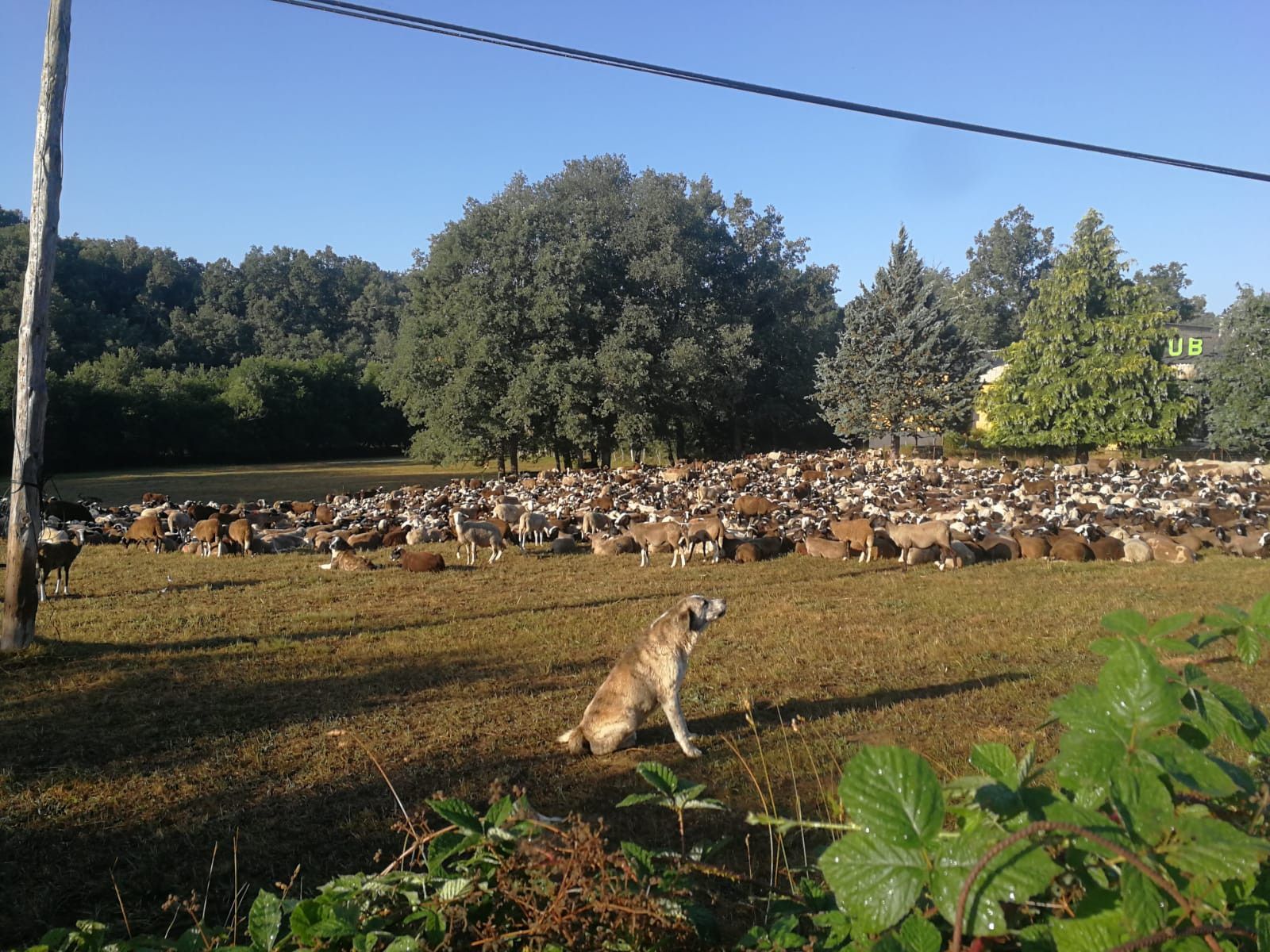 Ovejas trashumancia ilanes sanabria (2)