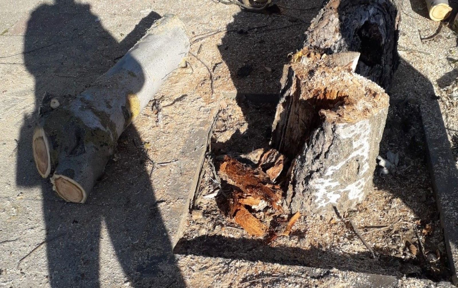 Árbol talado en Babilafuente