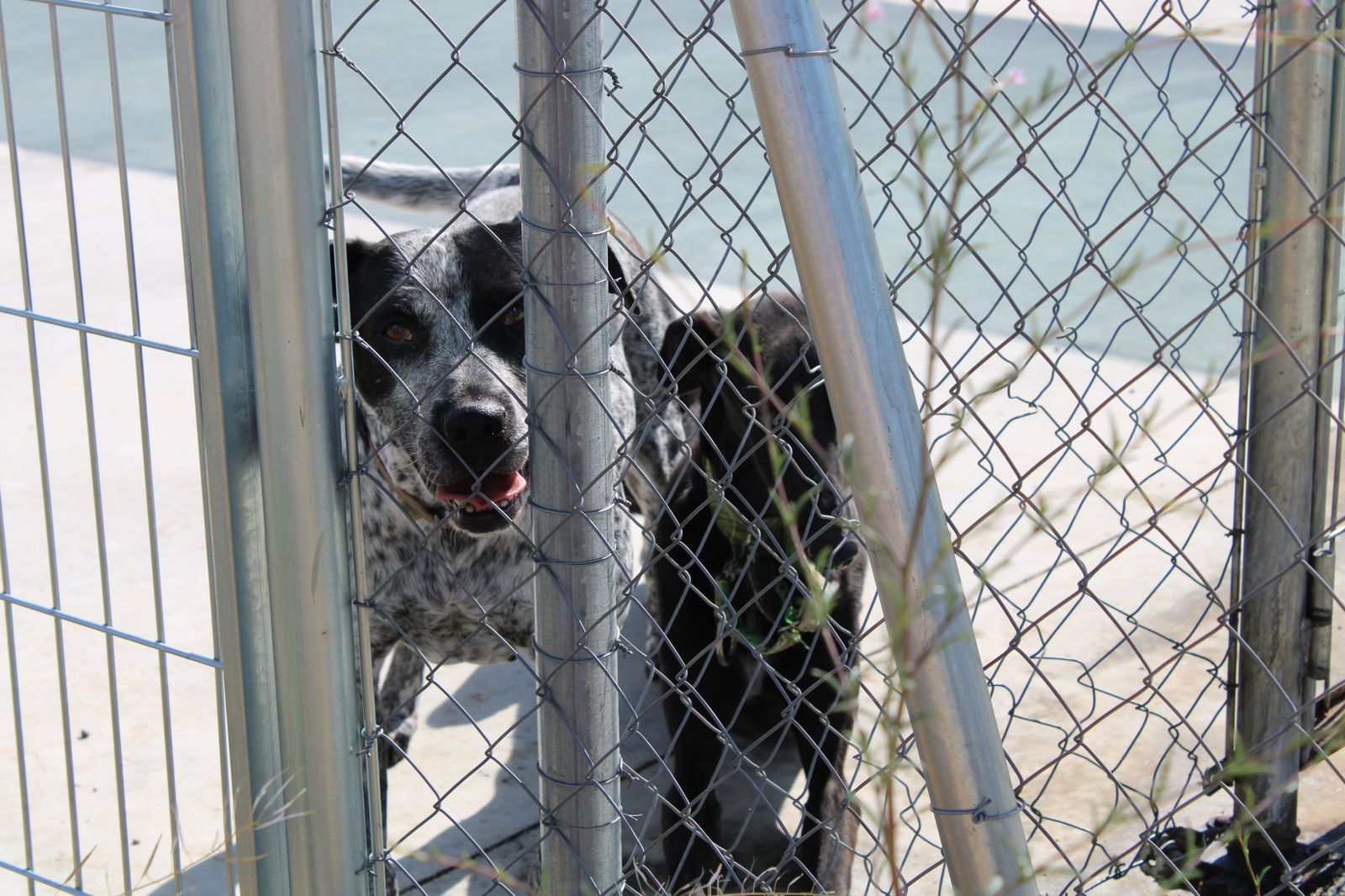 refugio-de-animales-del-ayuntamiento-de-salamanca-38