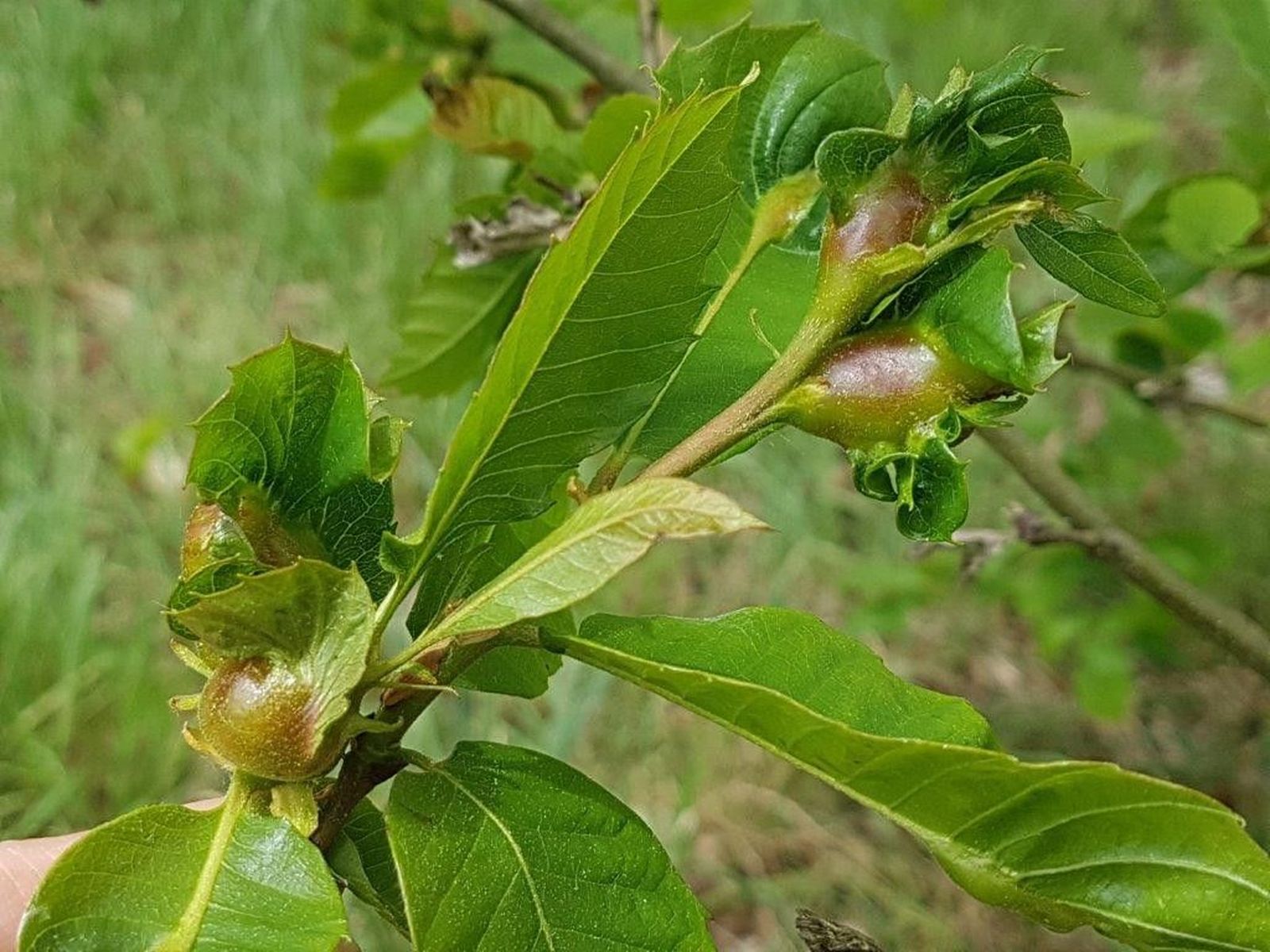 Planta+afectada+por+avispilla+del+castaño