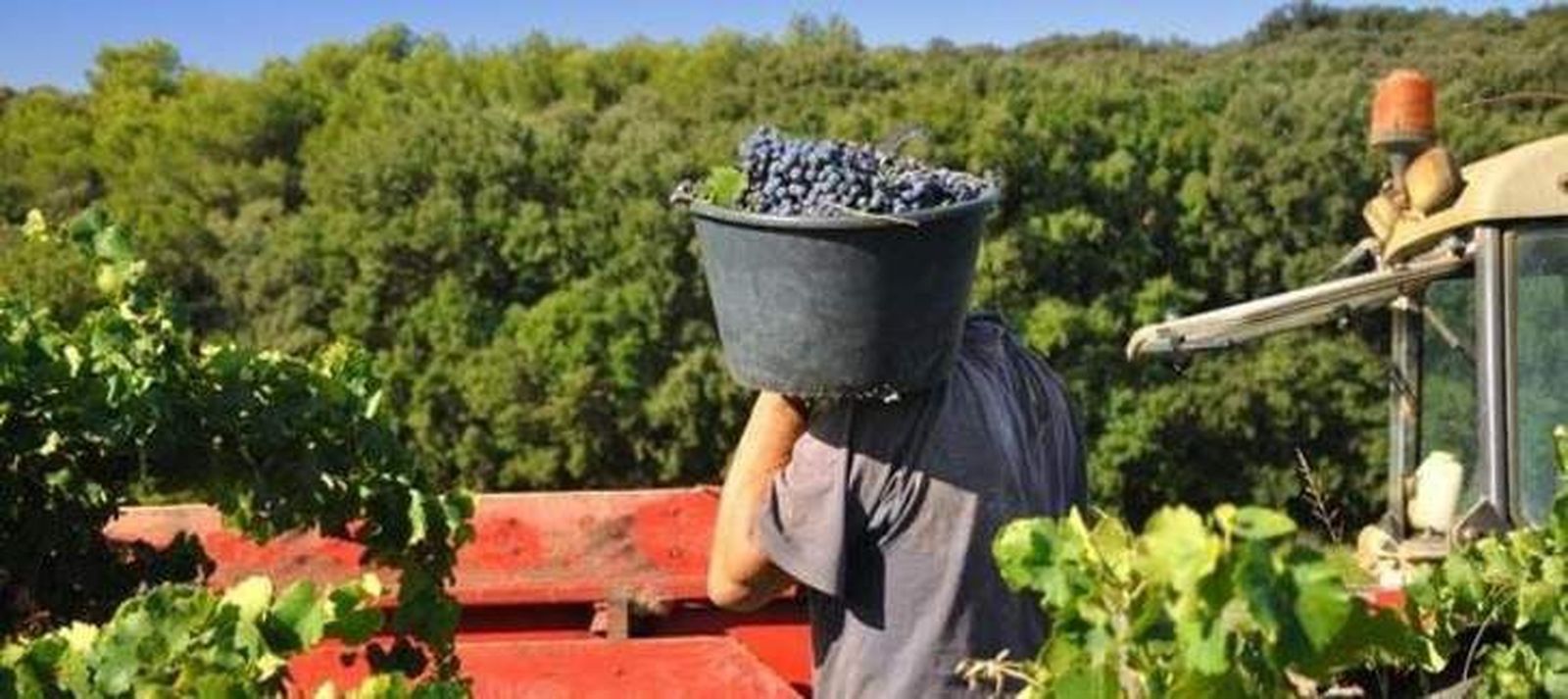 La vendimia francesa vuelve a ser una salida laboral para recién licenciados y parados de larga duración