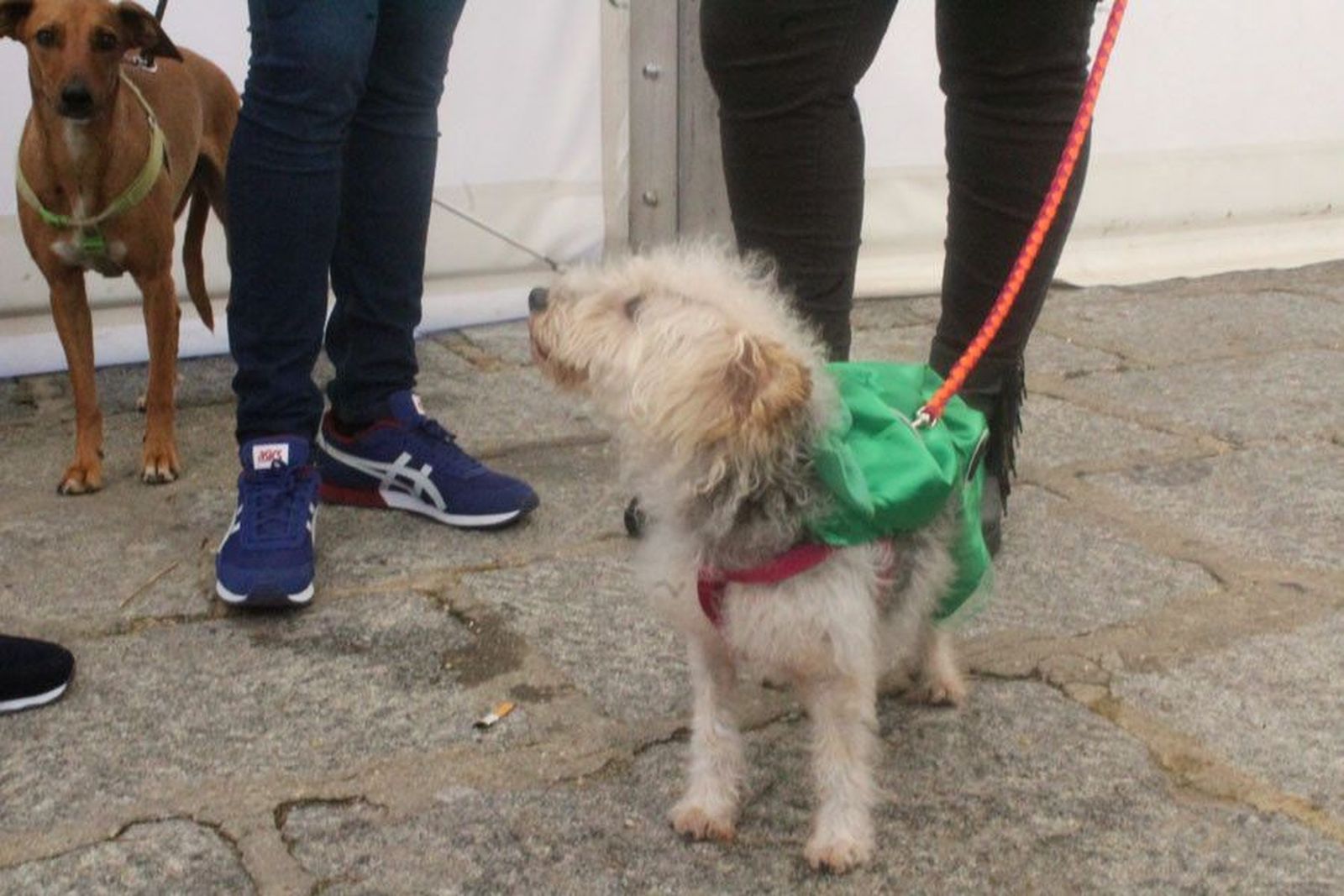 Imagen de archivo de la quinta edición de San Perruno en Toro.