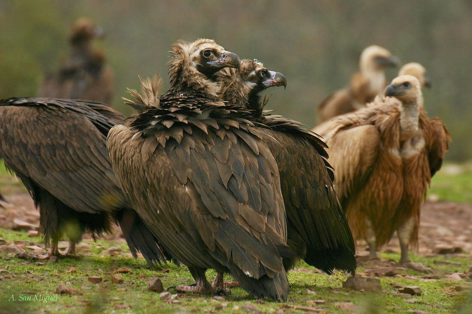 Buitres negros. | EP
