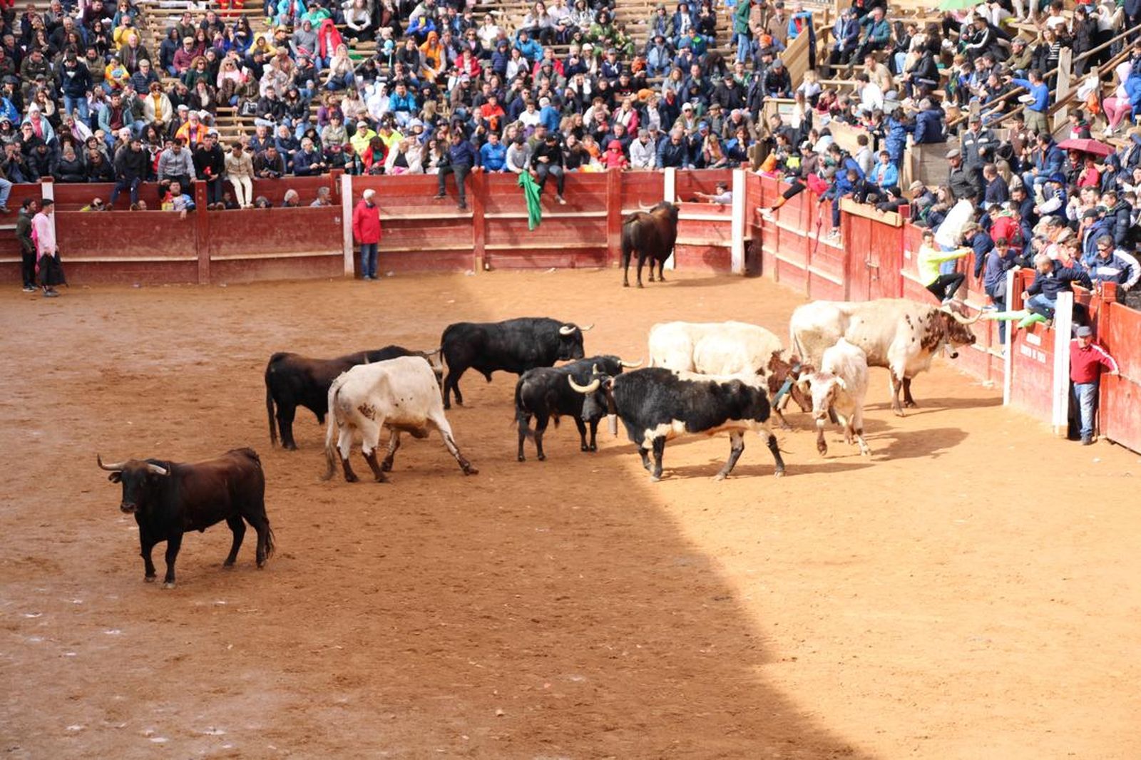 capea-matutina-del-martes-carnaval-de-ciudad-rodrigo-3