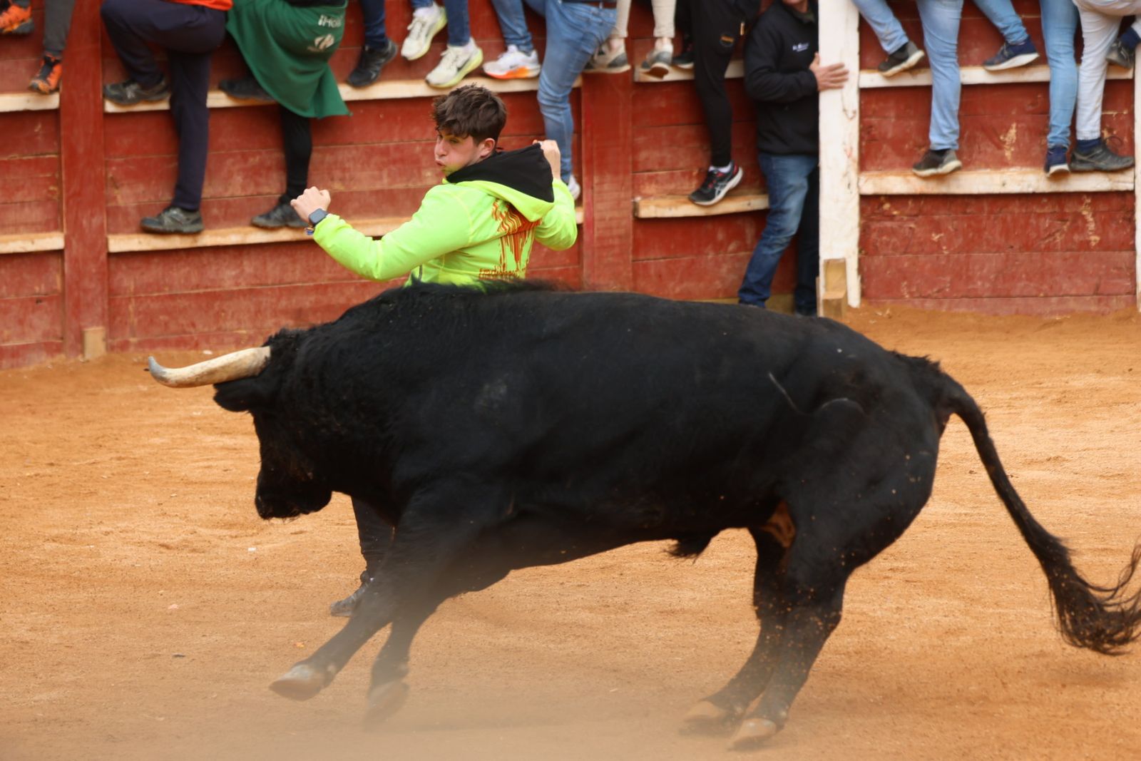 Mañana de capea de lunes en el Carnaval del Toro 2026