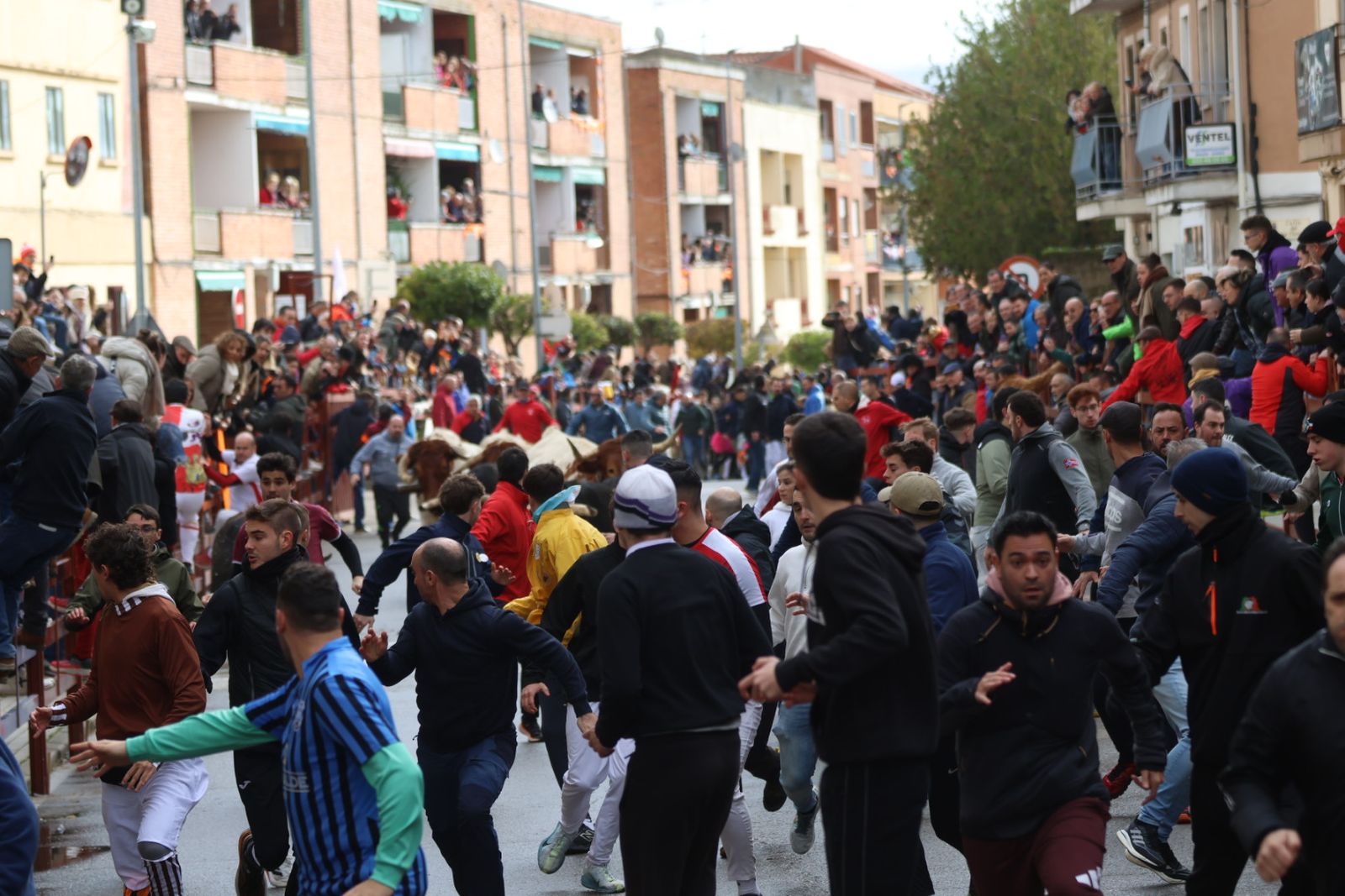 Encierro del lunes de Carnaval en Ciudad Rodrigo, toros de Fermín Bohórquez
