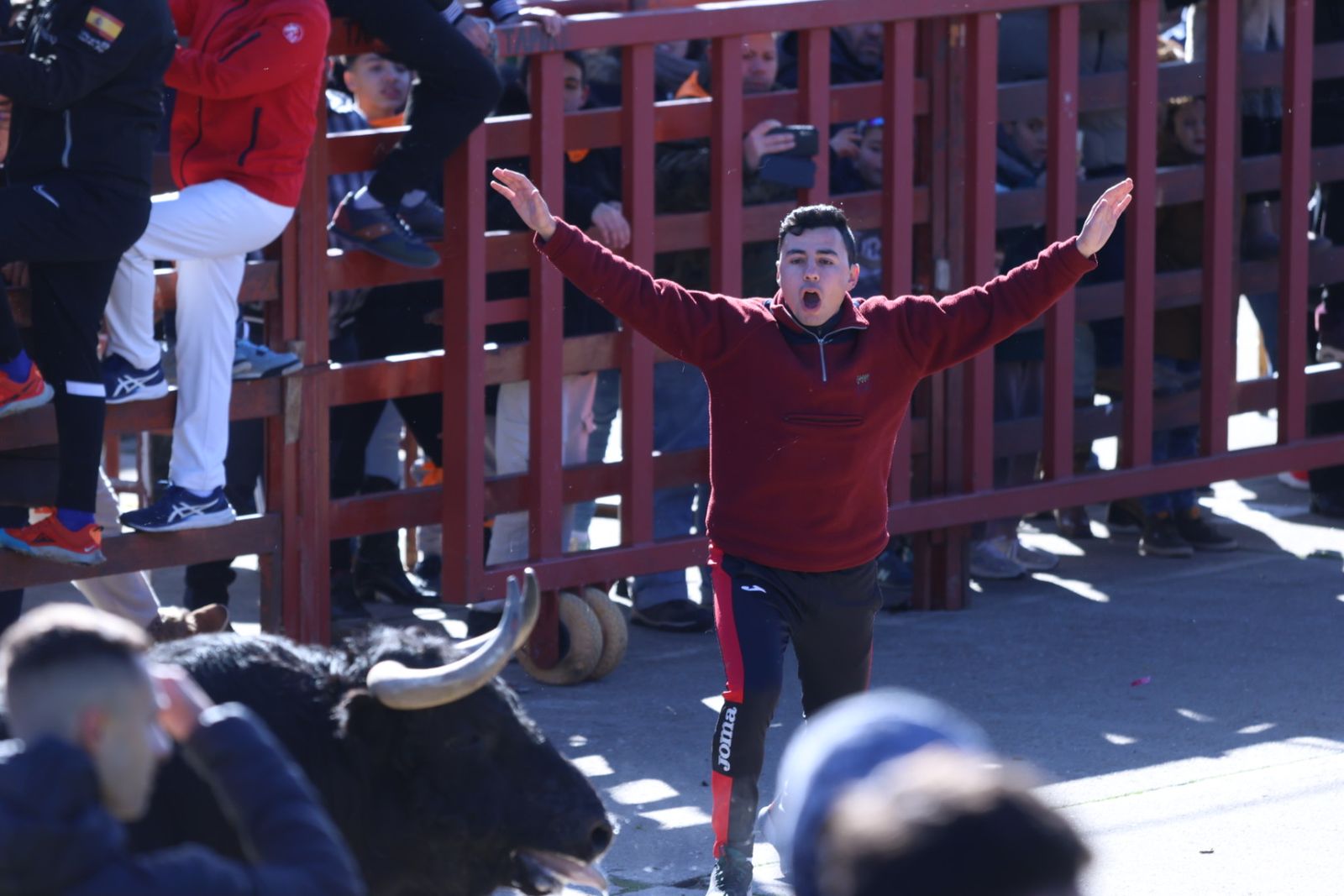 Toro del Antruejo 2026 en el Carnaval del Toro de Ciudad Rodrigo