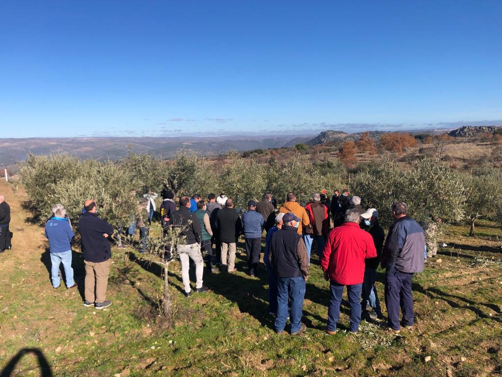 Taller de olivicultura