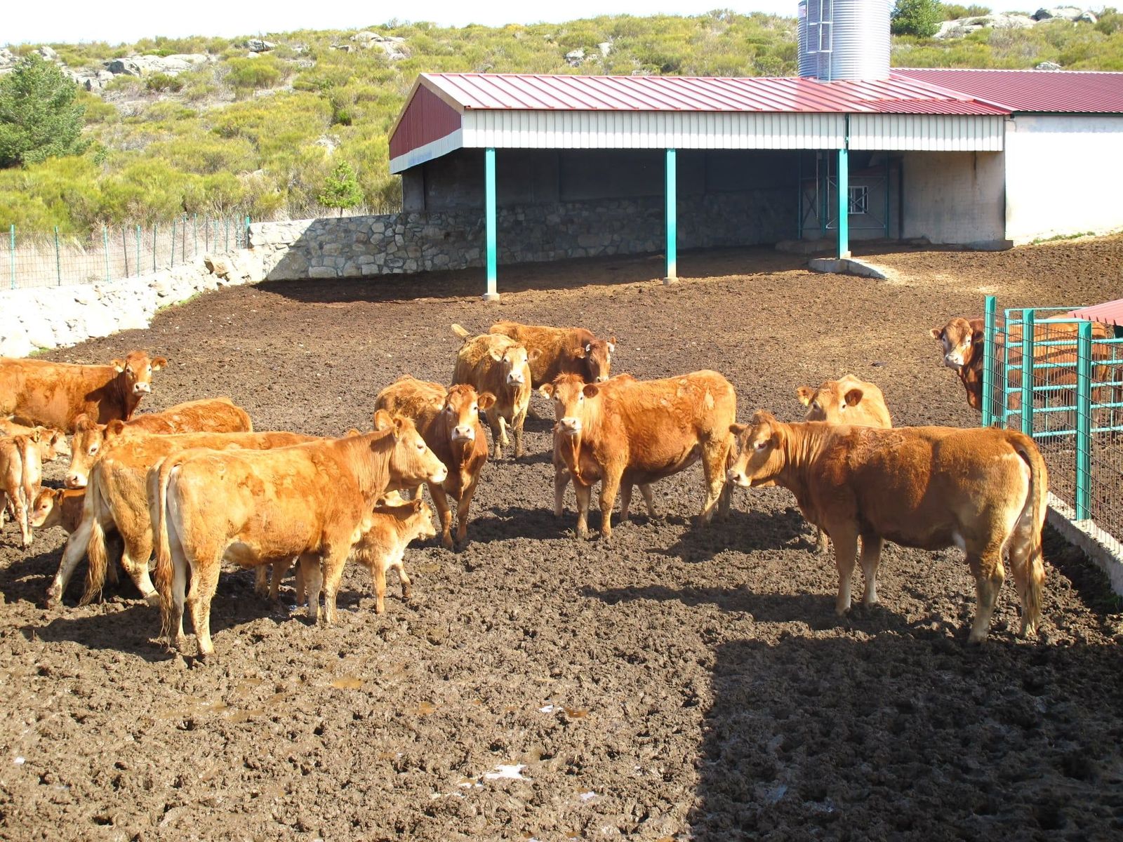 El precio del seguro de retirada de animales muertos sube  en vacuno de cebo de 43 a 57,09 euros. Archivo