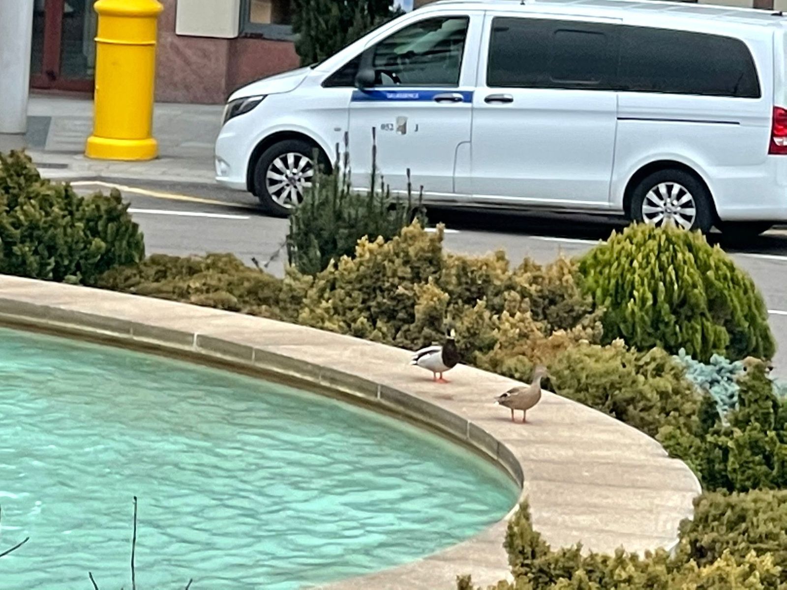 Una pareja de patos se baña en la fuente de la Puerta de Zamora