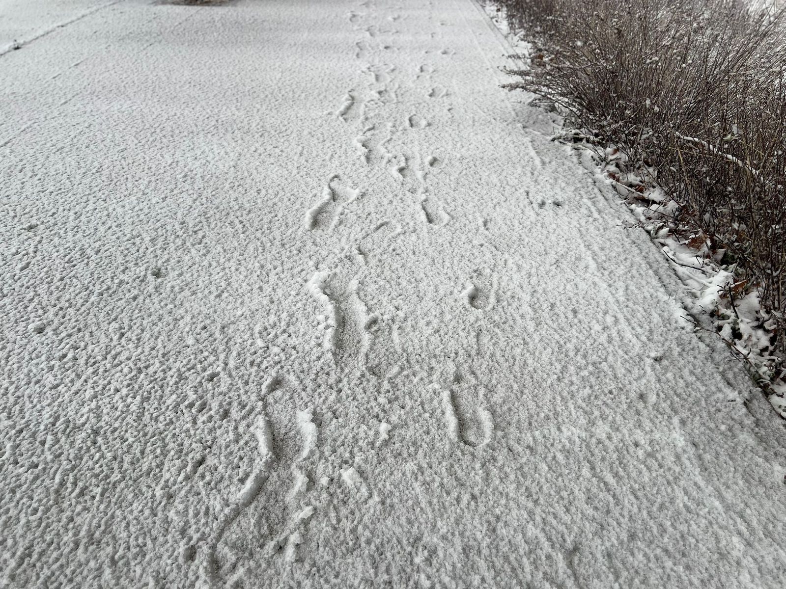 Nevada en Salamanca 28 de enero 2026