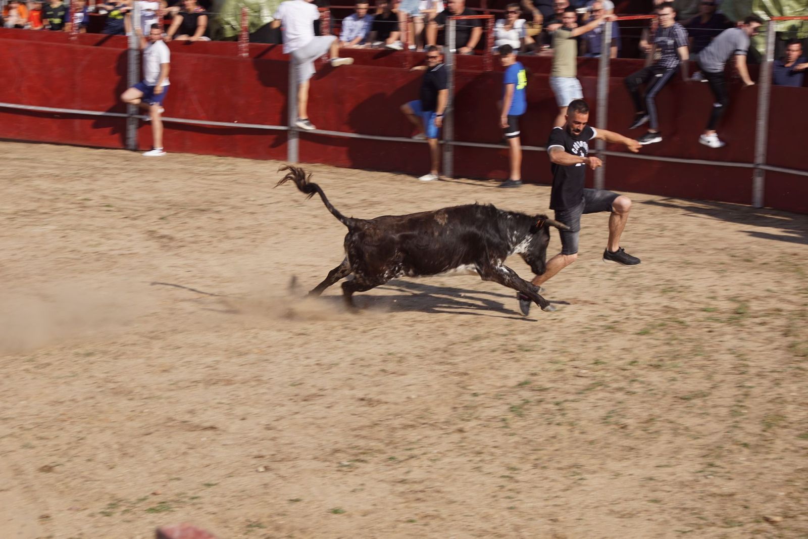capea-fiestas-de-carrascal-de-barregas-2