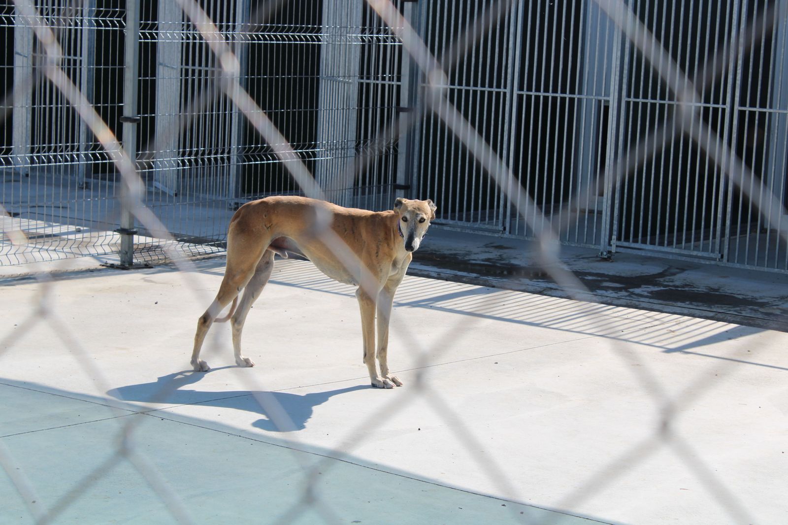 Refugio de animales del Ayuntamiento de Salamanca (42)