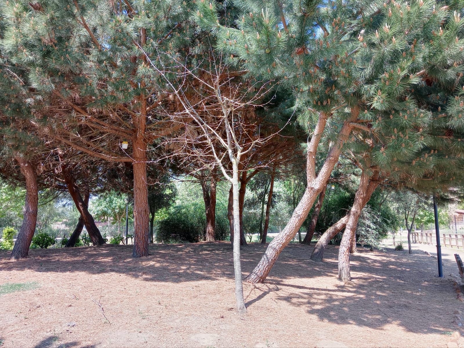 Retoman el control de la procesionaria en Benavente