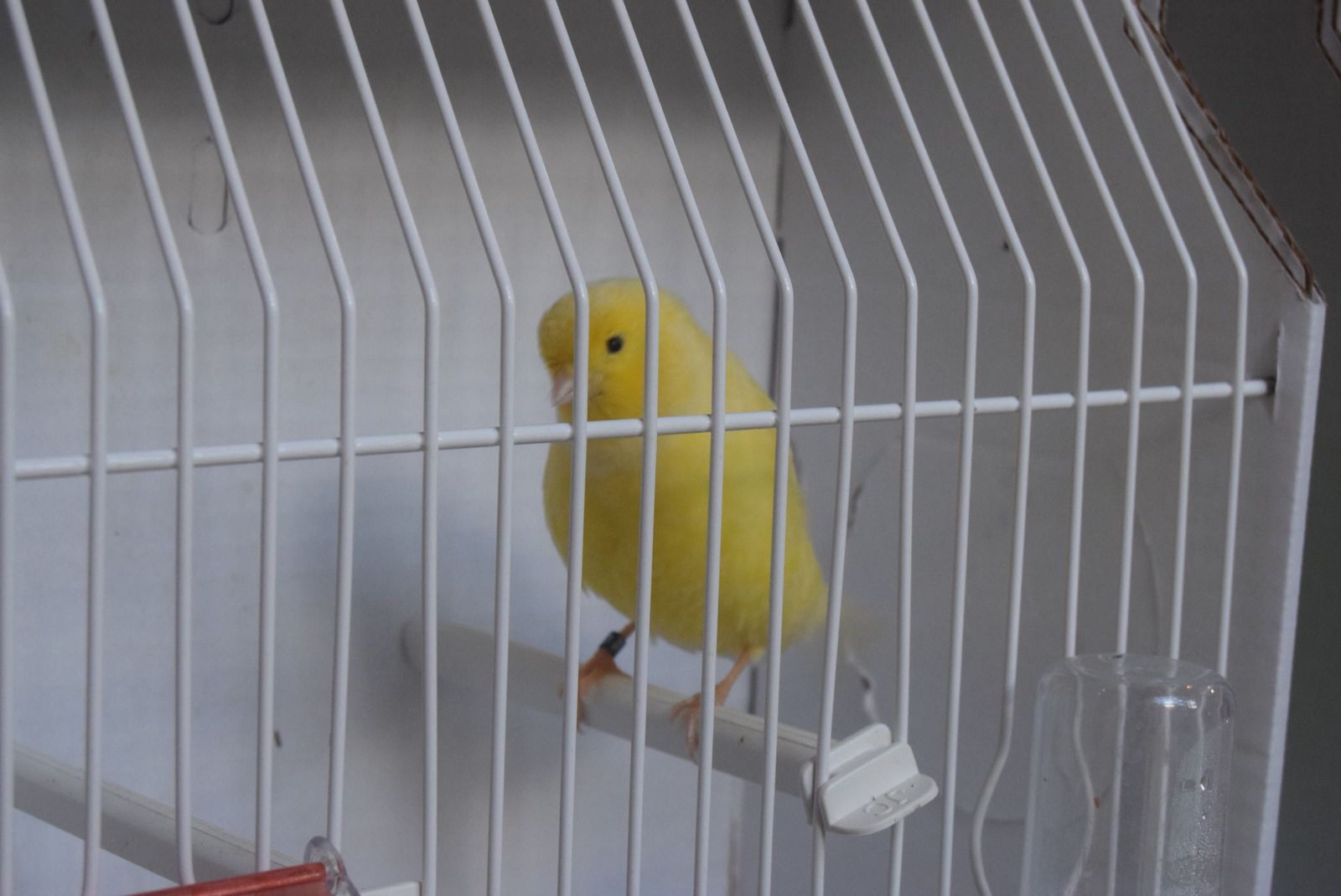 exposicion-ornitologica-en-el-colegio-universitario-10